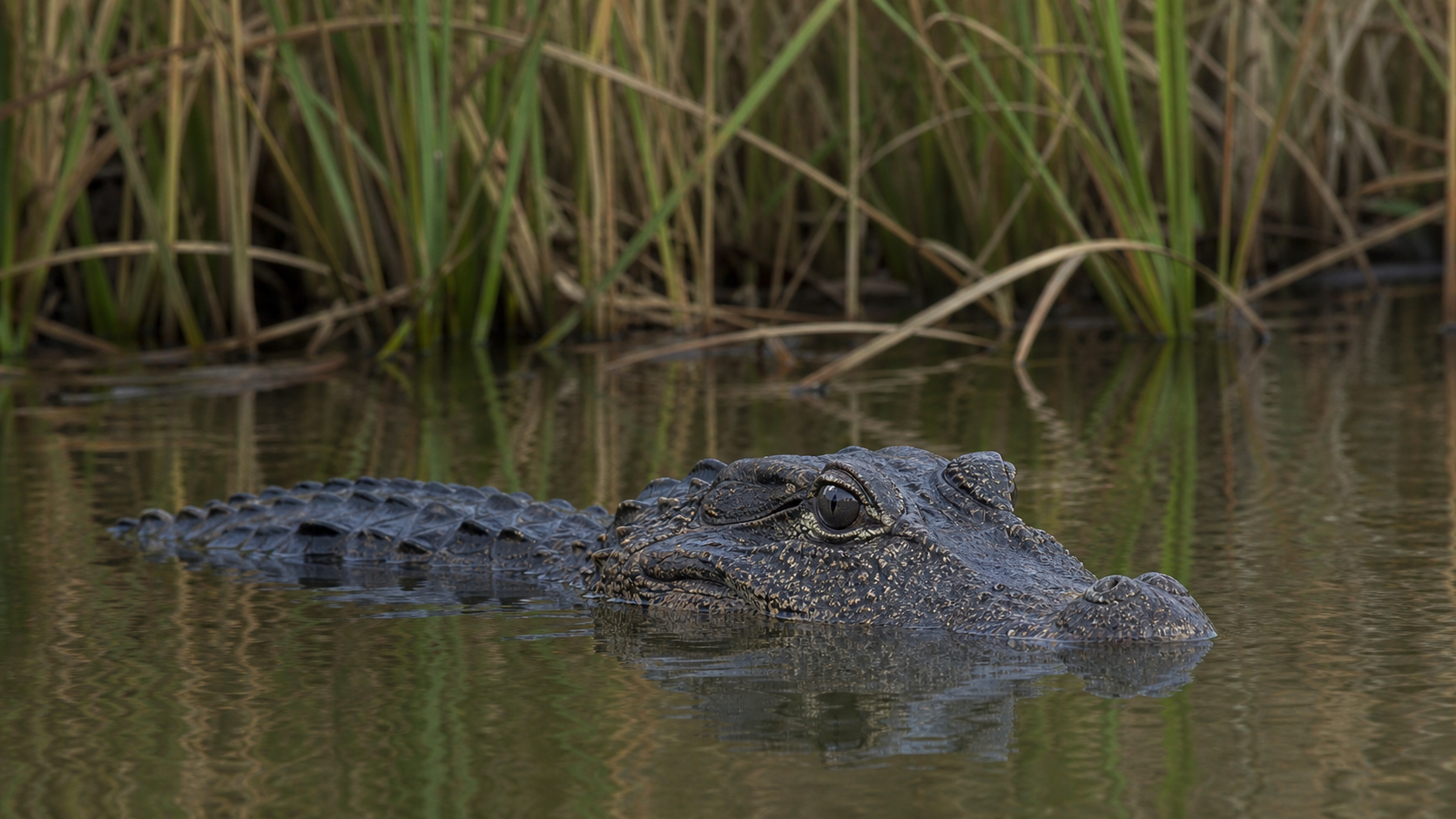 Chinese alligator partly submerged in freshwater wetland