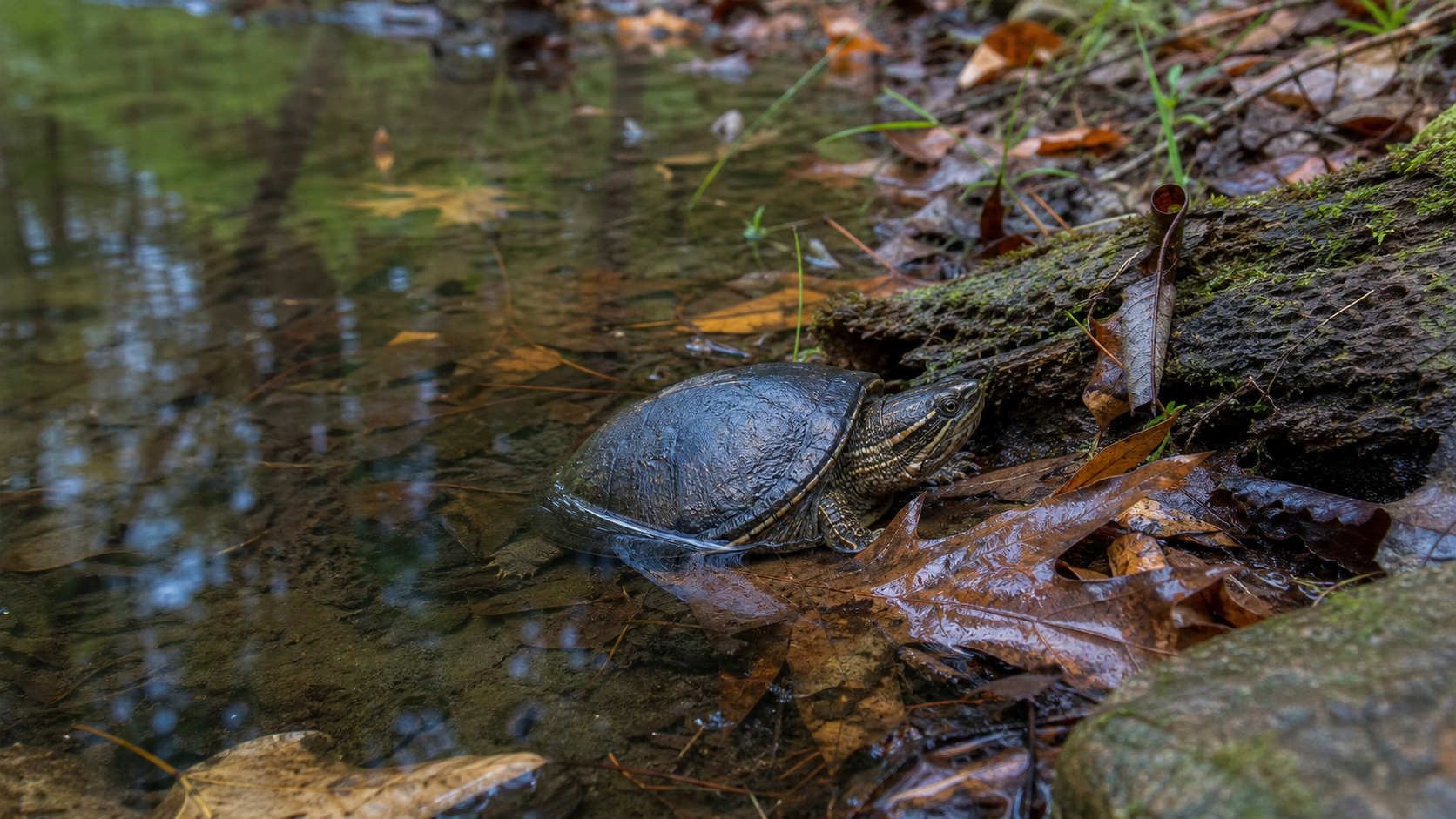 Common Musk Turtles: Small Freshwater Stinkpots 4 Common musk turtle at a wooded pond edge