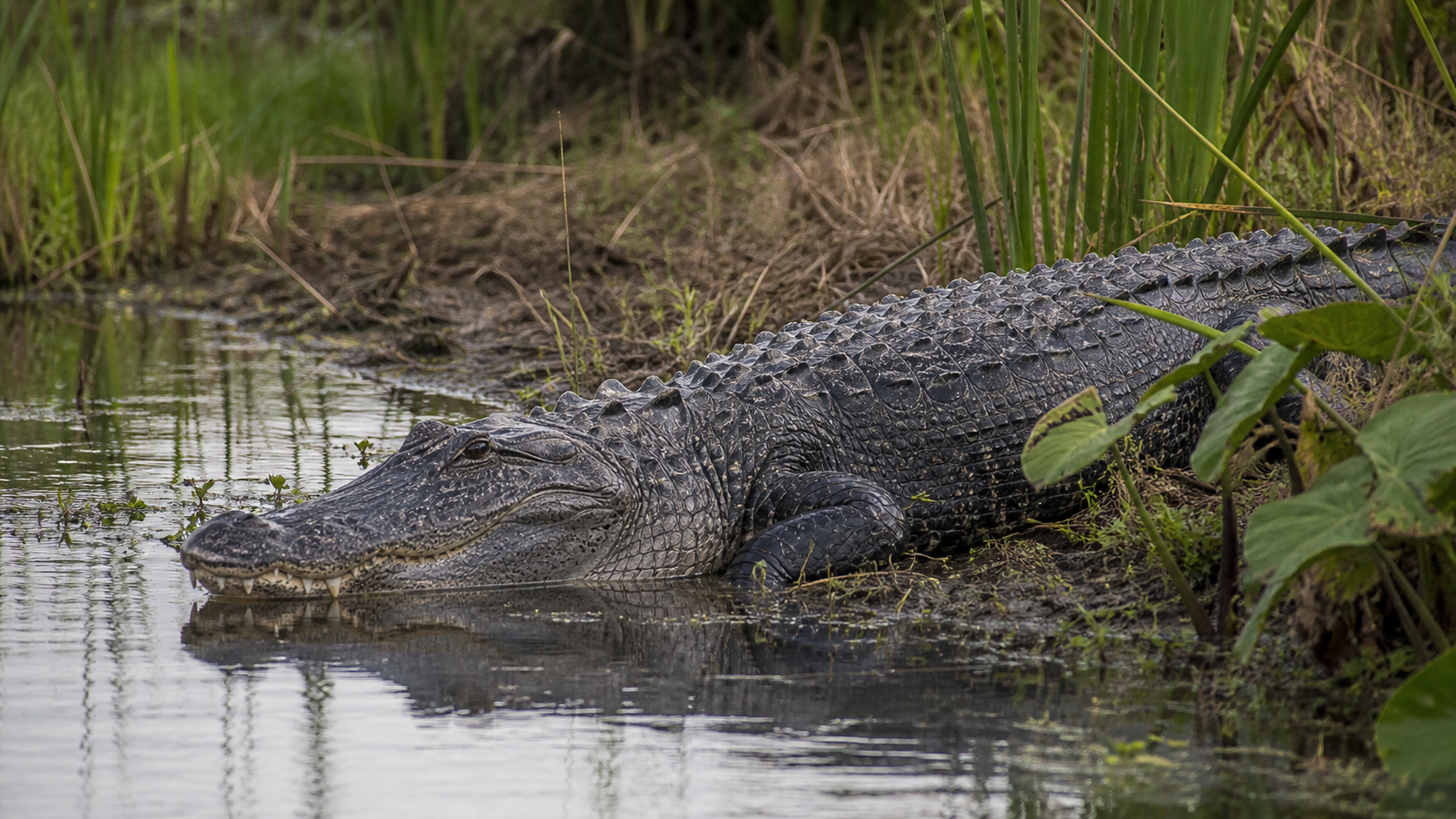 Living crocodilian in a natural wetland