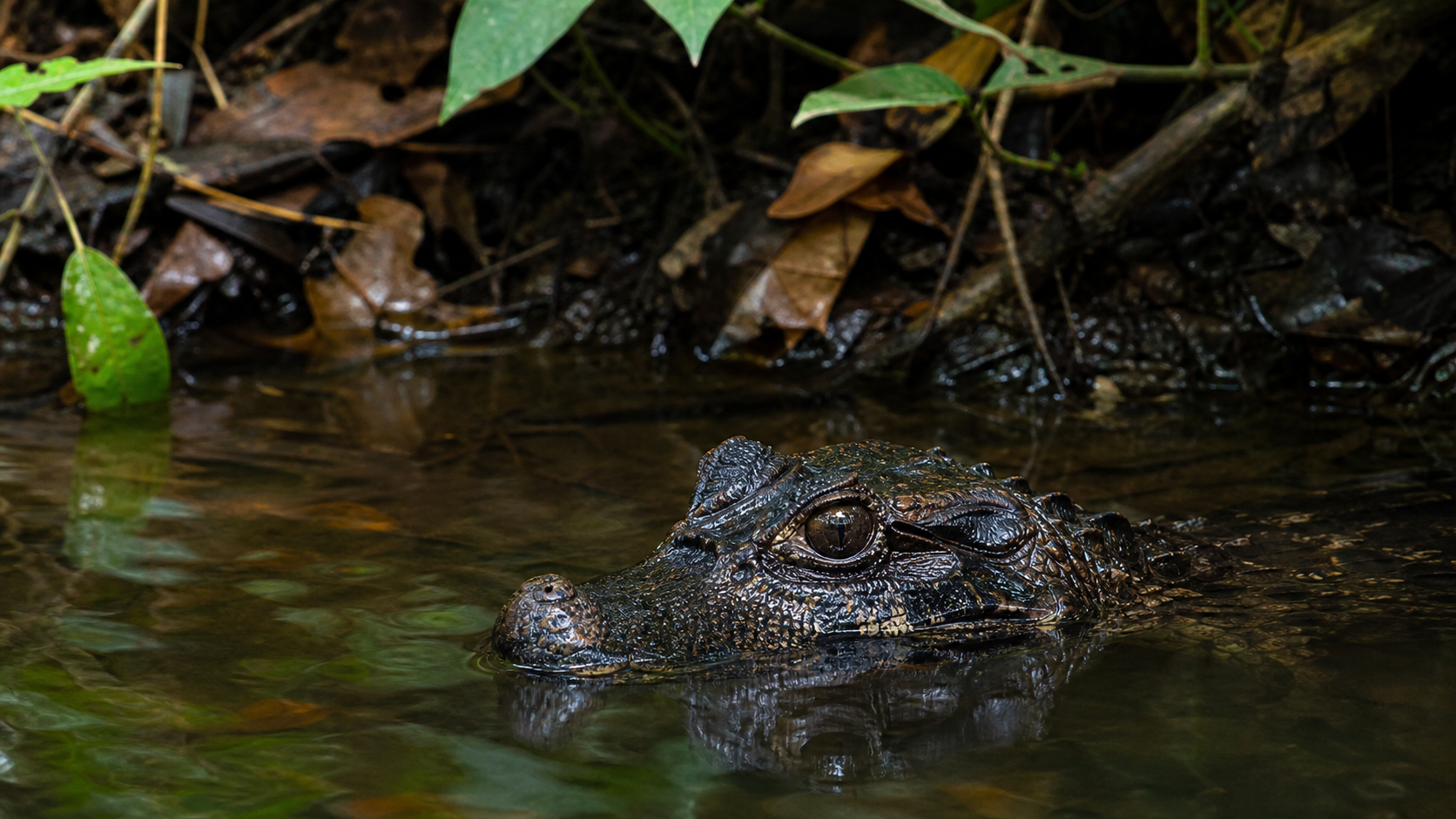 Cuvier's Dwarf Caimans: Small Crocodilians 1 Cuvier's dwarf caiman in South American freshwater