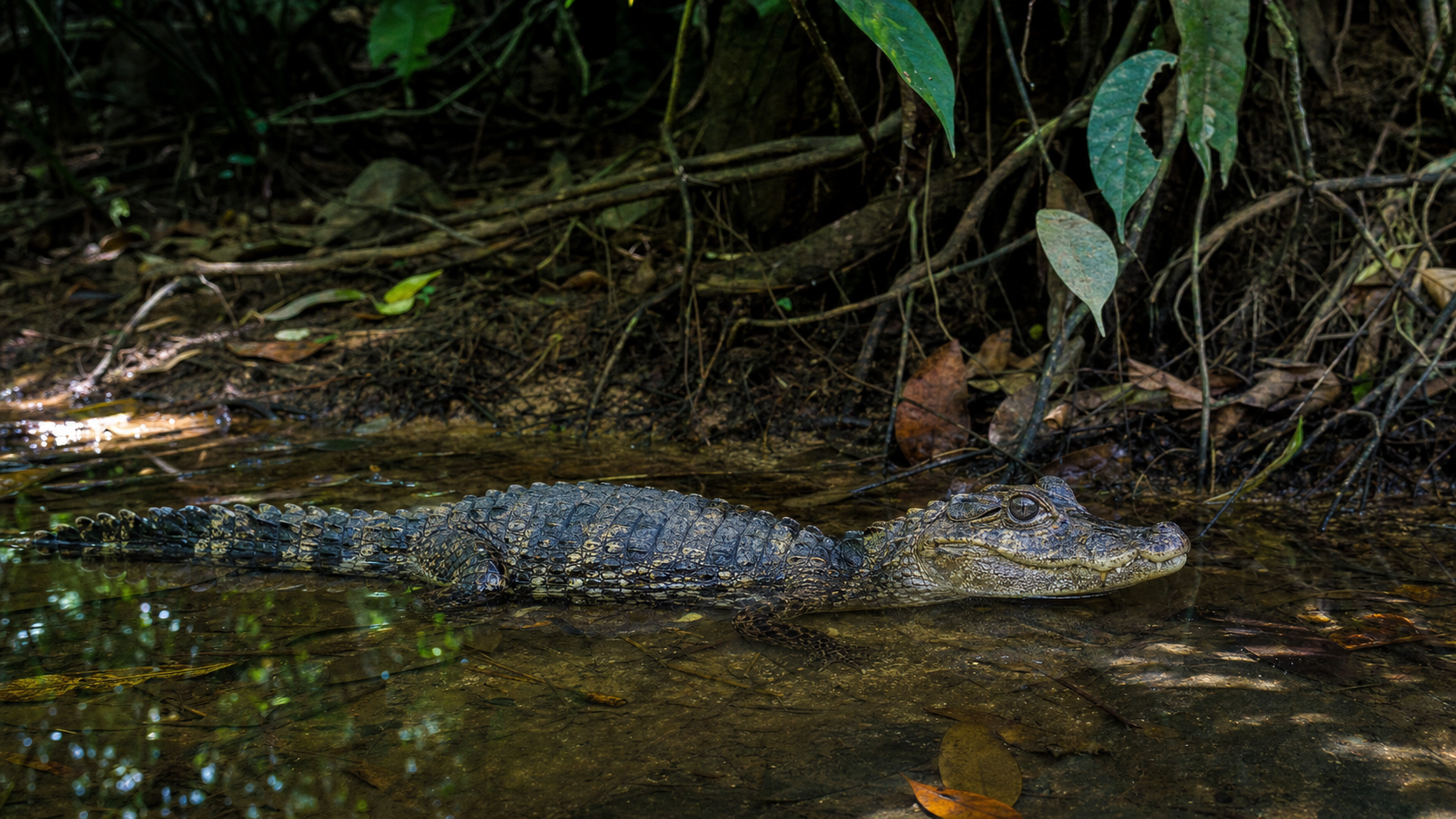 Cuvier's Dwarf Caimans: Small Crocodilians 3 Cuvier's dwarf caiman in shaded freshwater habitat
