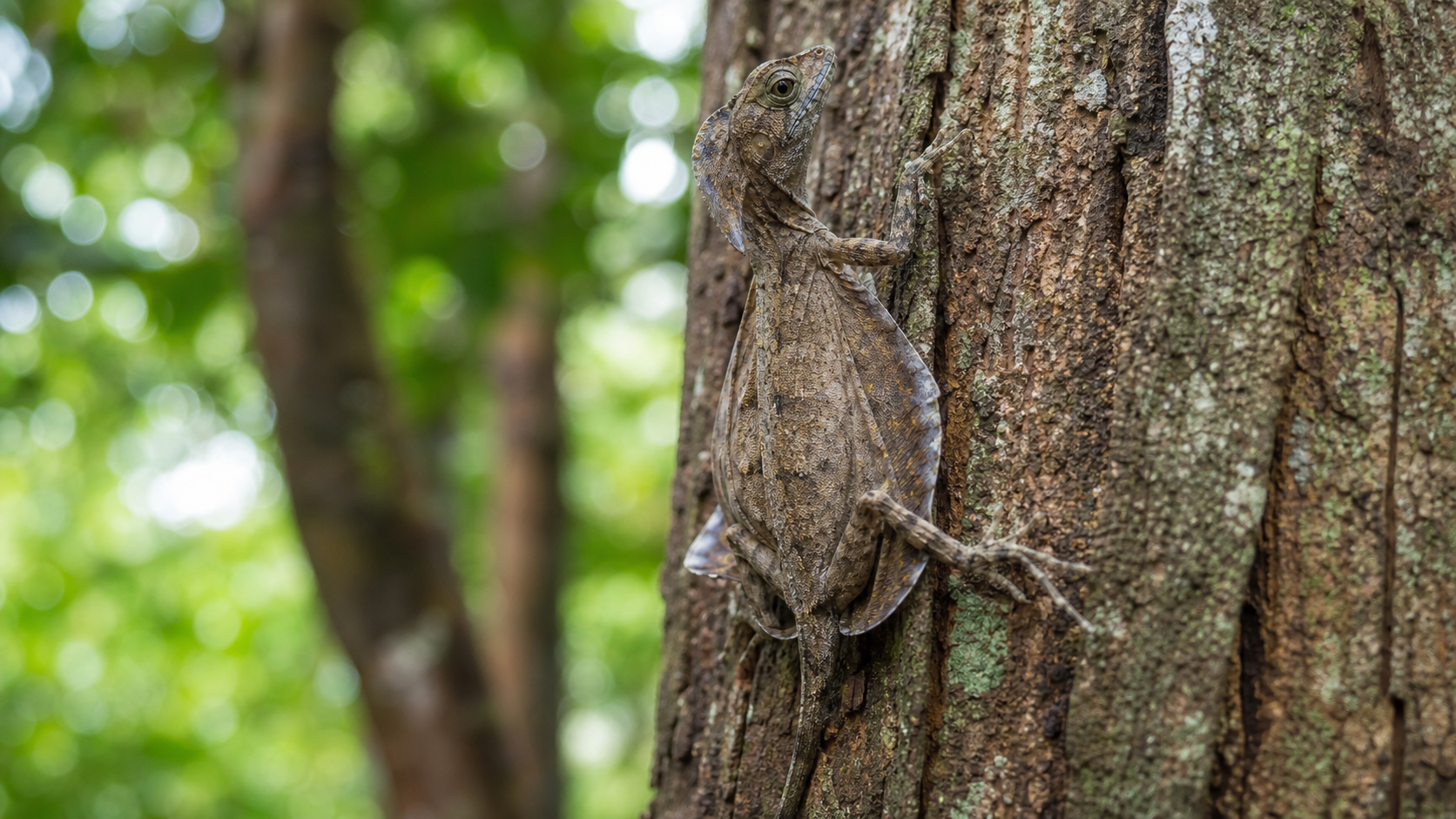 Draco Lizards: Forest-Canopy Gliders 2 Draco lizard resting on a vertical tree trunk with folded gliding membranes