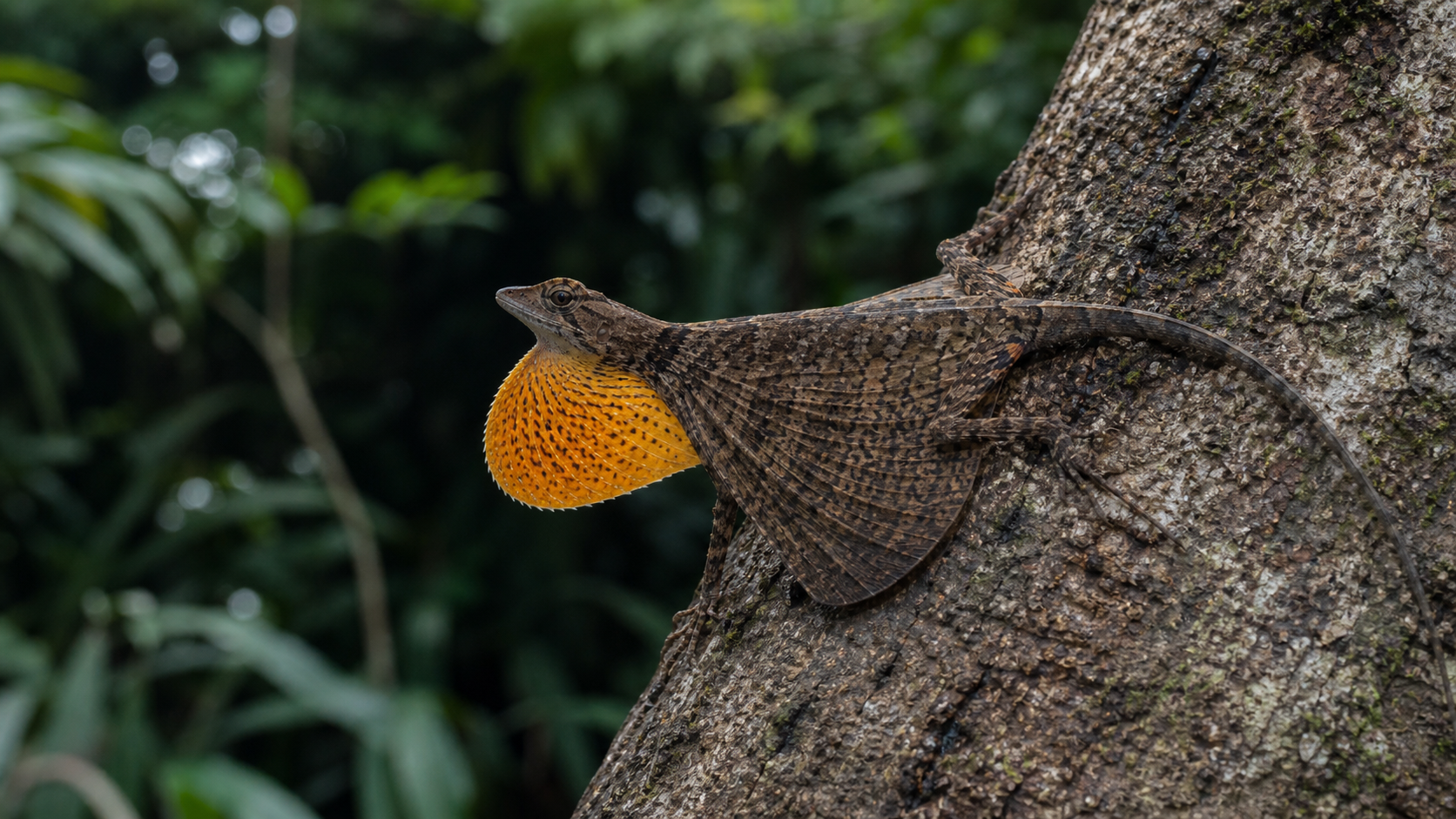 Draco Lizards: Forest-Canopy Gliders 3 Male Draco lizard displaying its dewlap on a rainforest tree trunk