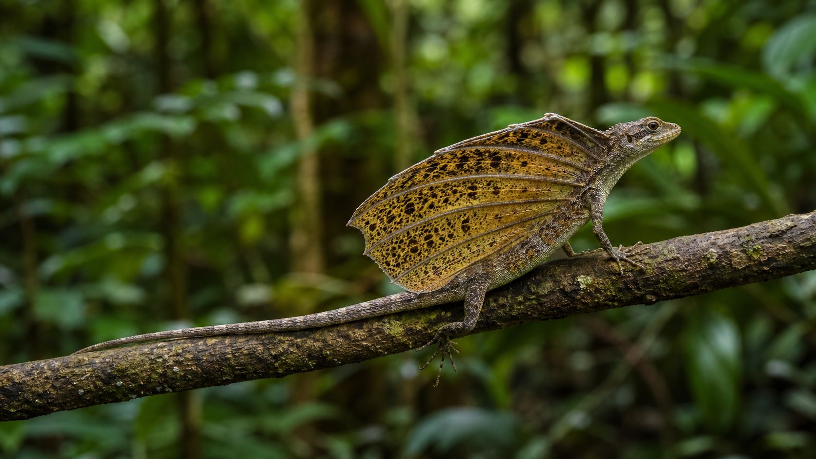 Draco Lizards: Forest-Canopy Gliders 4 Side view of a Draco lizard showing its rib-supported gliding membrane