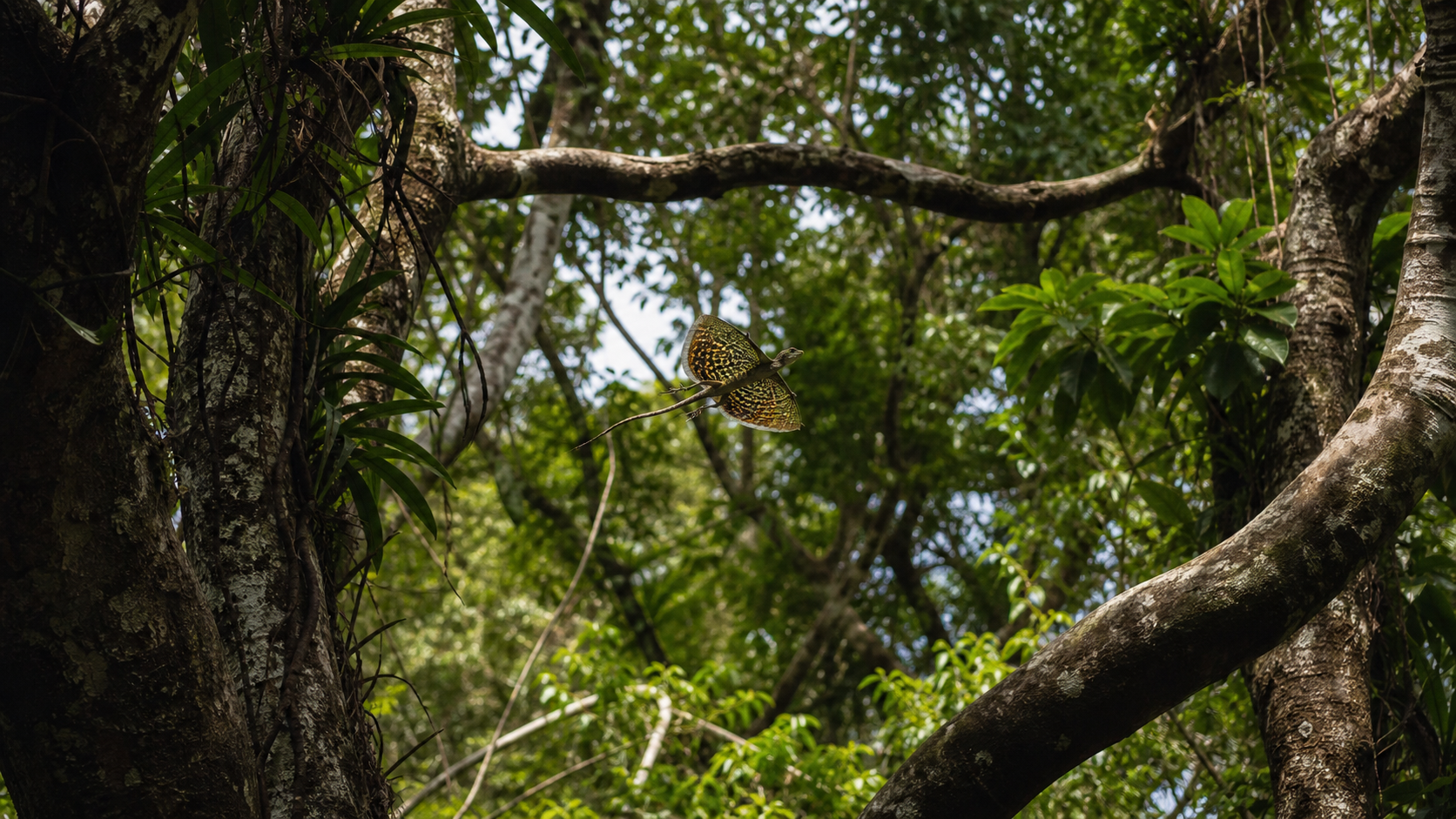 Draco Lizards: Forest-Canopy Gliders 5 Draco lizard crossing a connected tropical forest canopy