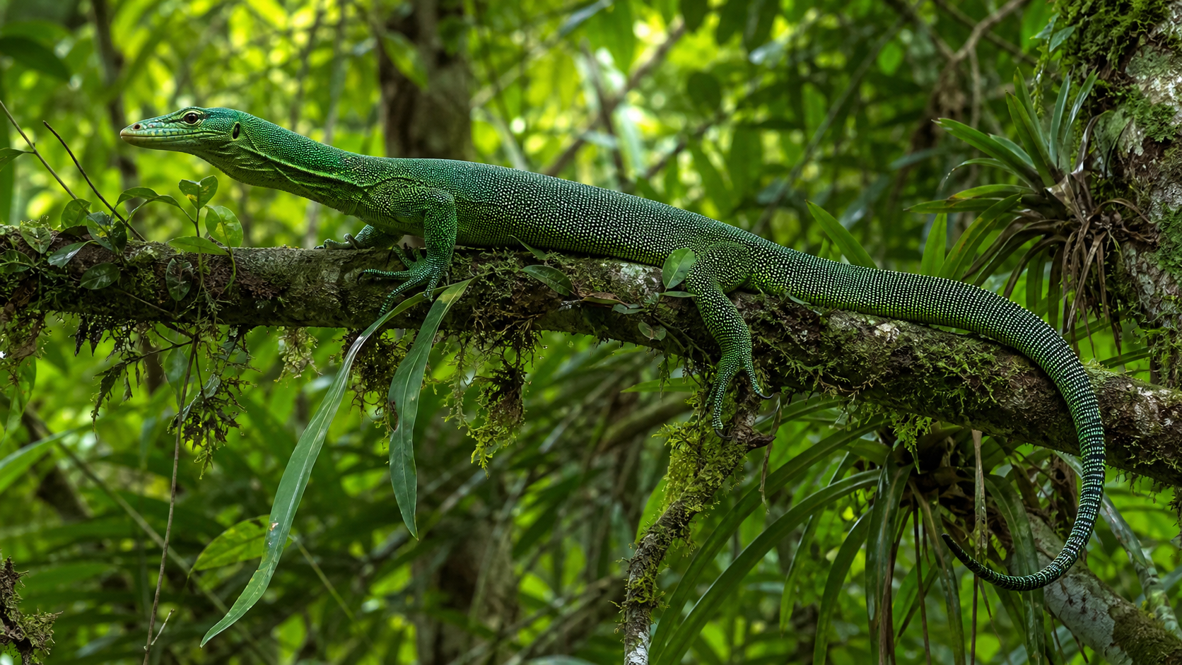 Emerald tree monitor in forest vegetation