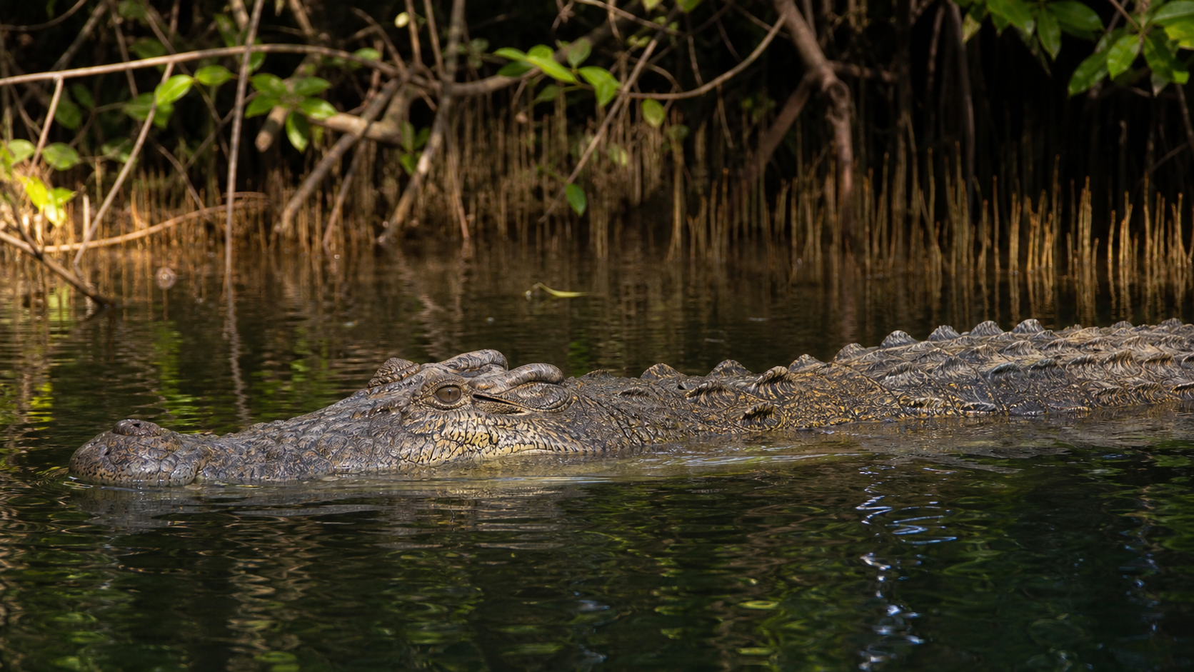 Estuarine crocodile in brackish mangrove water