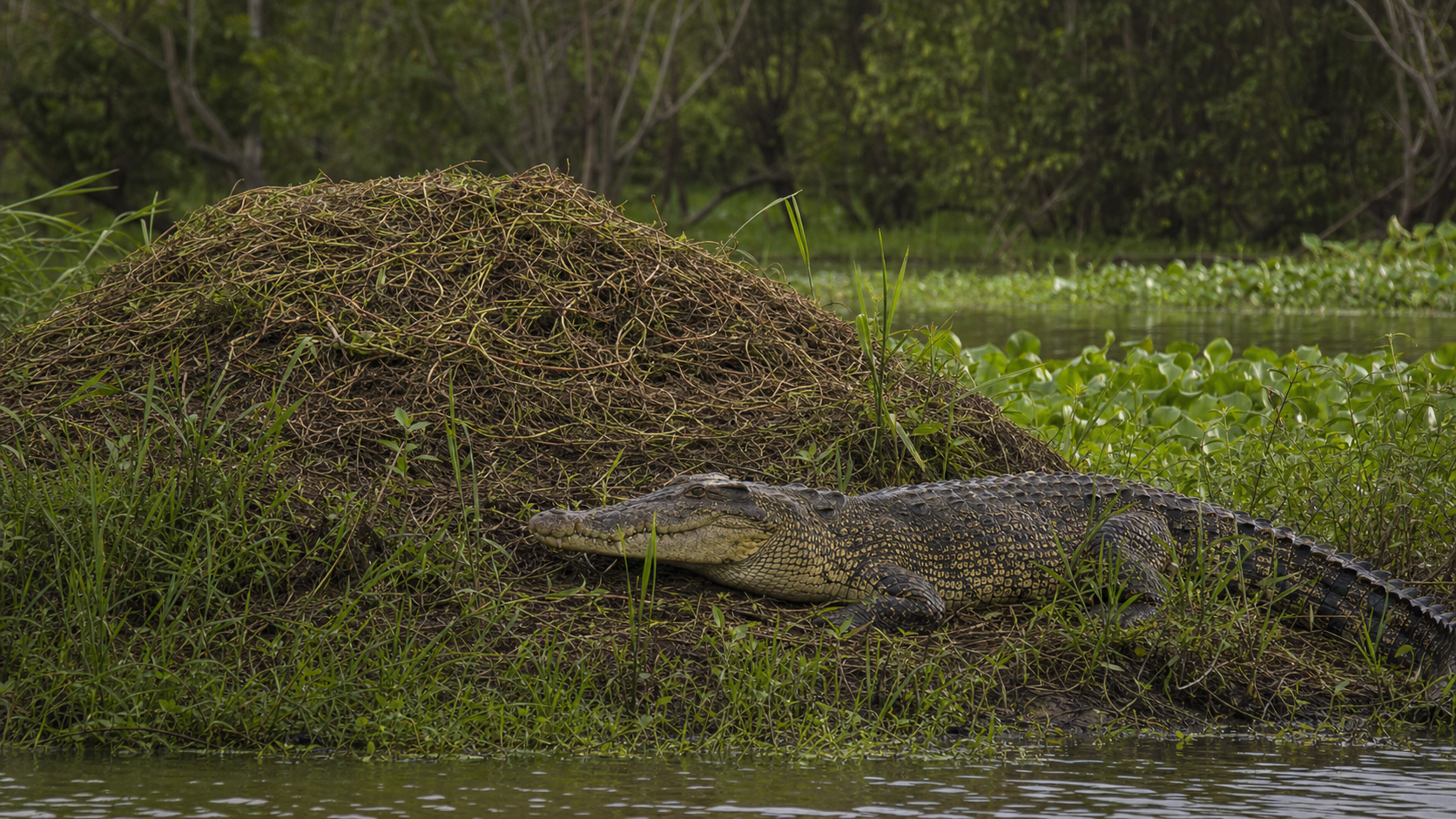 Female estuarine crocodile beside a vegetation nest near a wetland