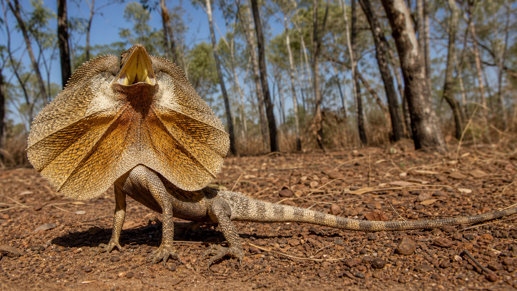 Frilled Lizards: Display and Escape Behaviour 1 Australian frilled lizard displaying its broad neck frill