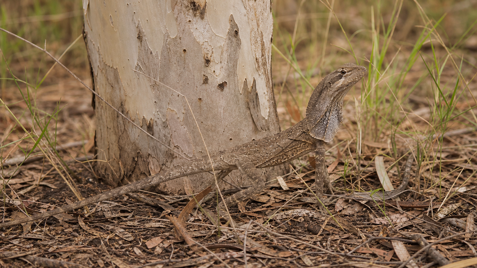 Frilled Lizards: Display and Escape Behaviour 2 Frilled lizard in northern Australian dry woodland