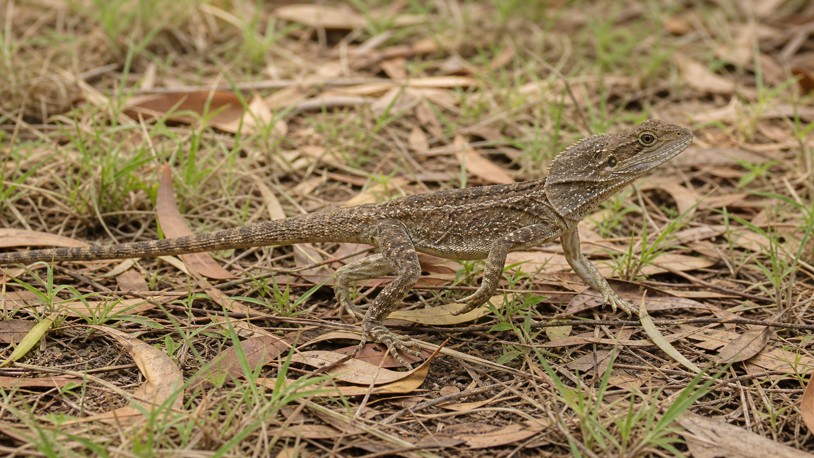 Frilled Lizards: Display and Escape Behaviour 3 Frilled lizard moving through natural woodland cover