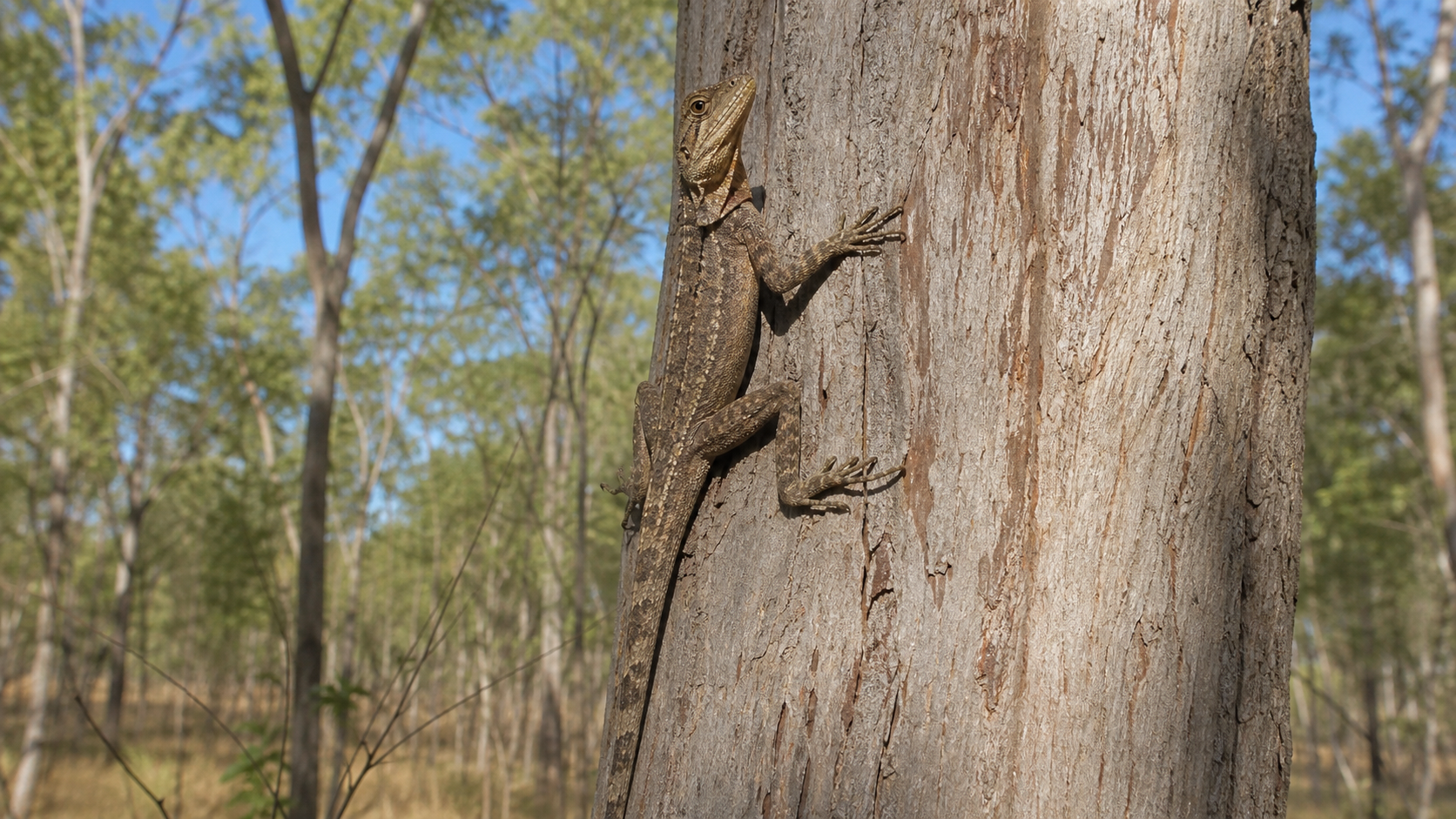 Frilled Lizards: Display and Escape Behaviour 4 Frilled lizard using a tree trunk in dry woodland