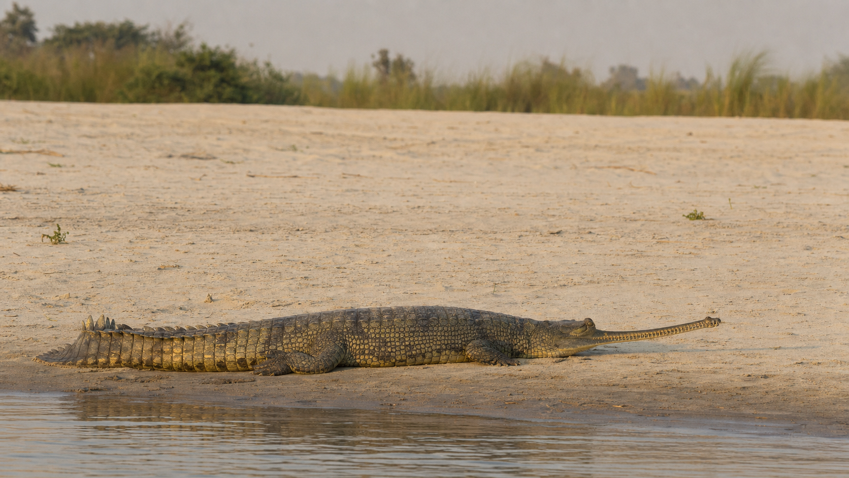Gharial beside a sandy riverbank