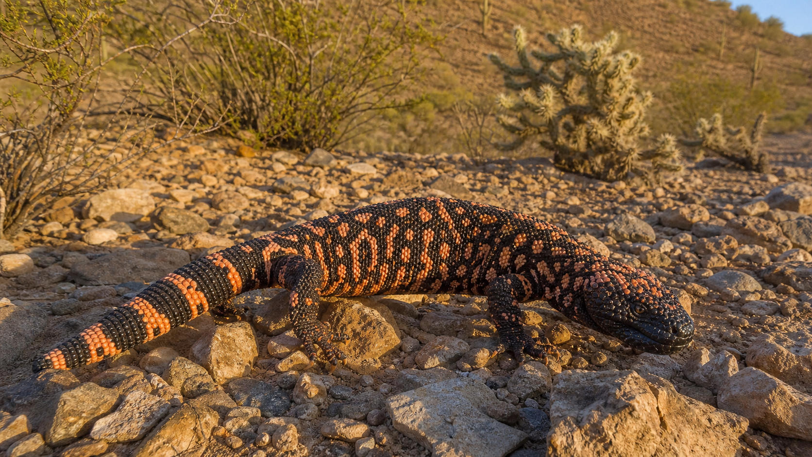 Gila monster in Sonoran Desert habitat