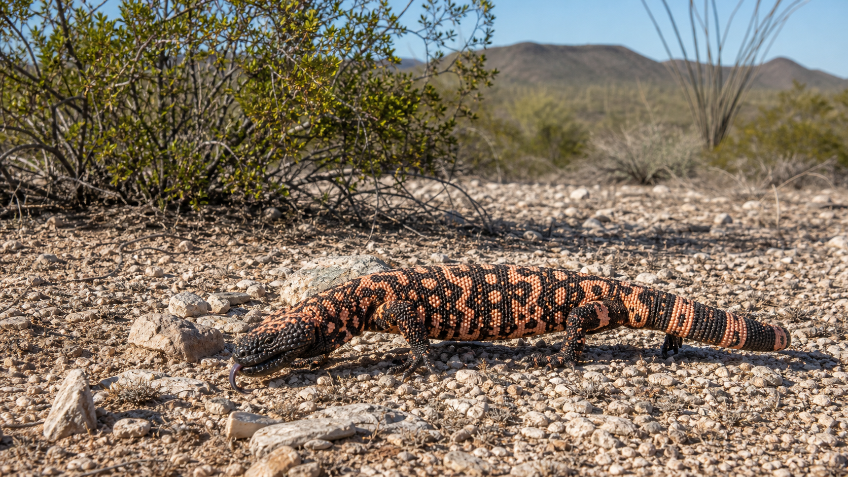 Gila Monsters of the Sonoran Desert 3 Gila monster with beaded skin in desert habitat.