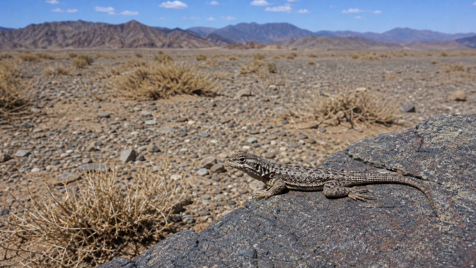 Reptiles of the Gobi Desert: Survival in a Cold Desert 1 Gobi Desert lizard on a rocky cold-desert plain