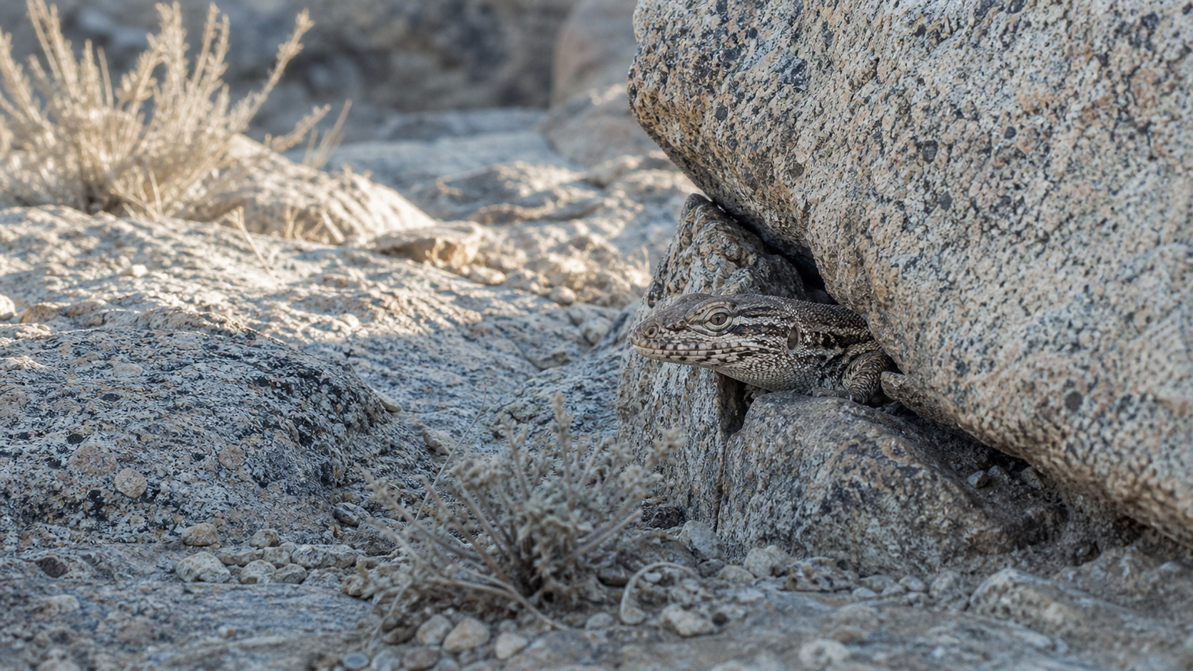 Reptiles of the Gobi Desert: Survival in a Cold Desert 2 Gobi Desert reptile using rocky shelter