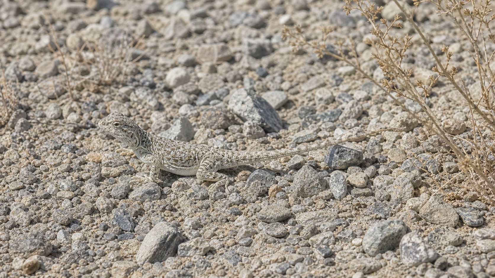 Reptiles of the Gobi Desert: Survival in a Cold Desert 3 Camouflaged Gobi Desert lizard on gravel