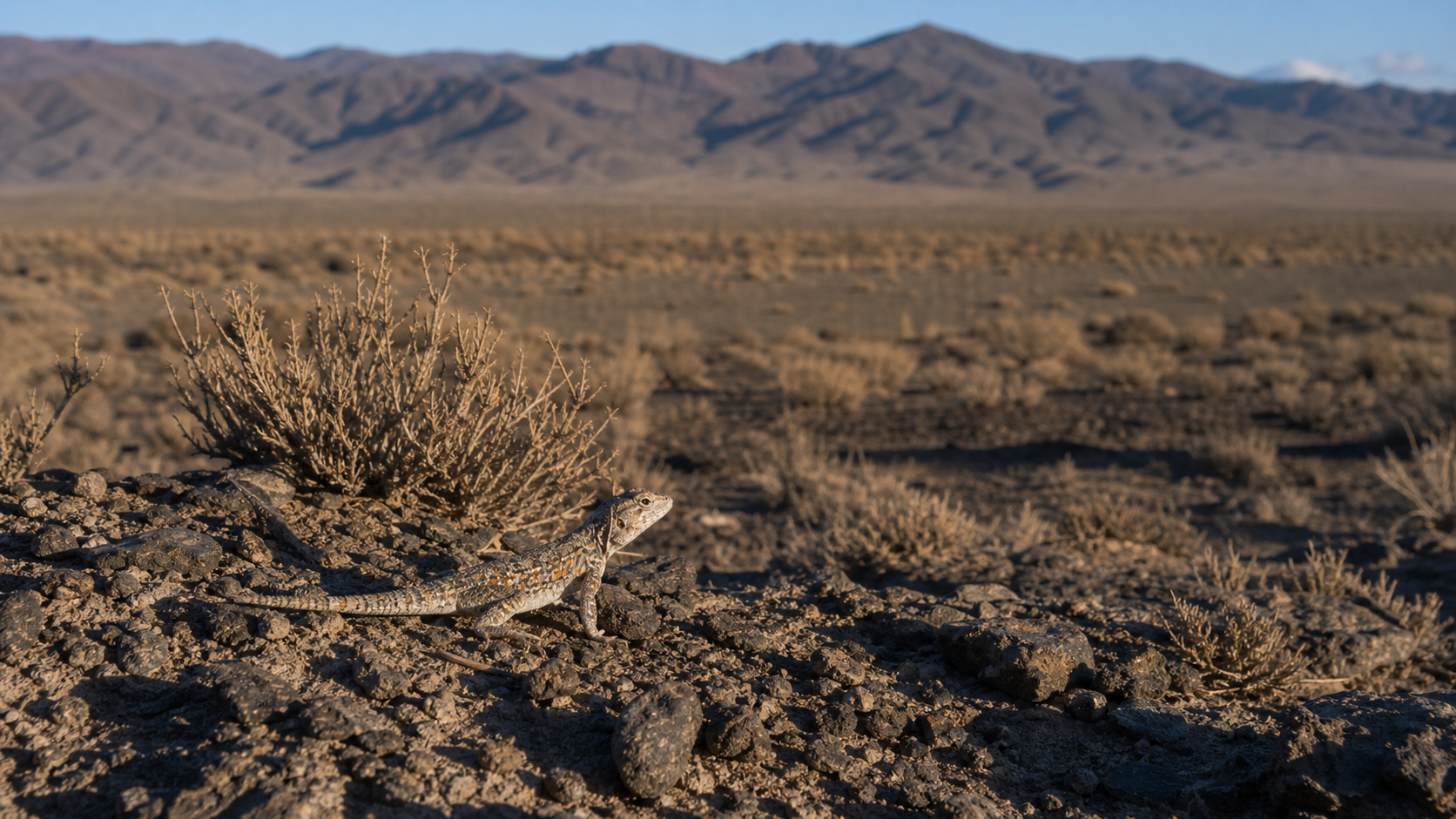 Reptiles of the Gobi Desert: Survival in a Cold Desert 4 Reptile in a Gobi Desert steppe habitat