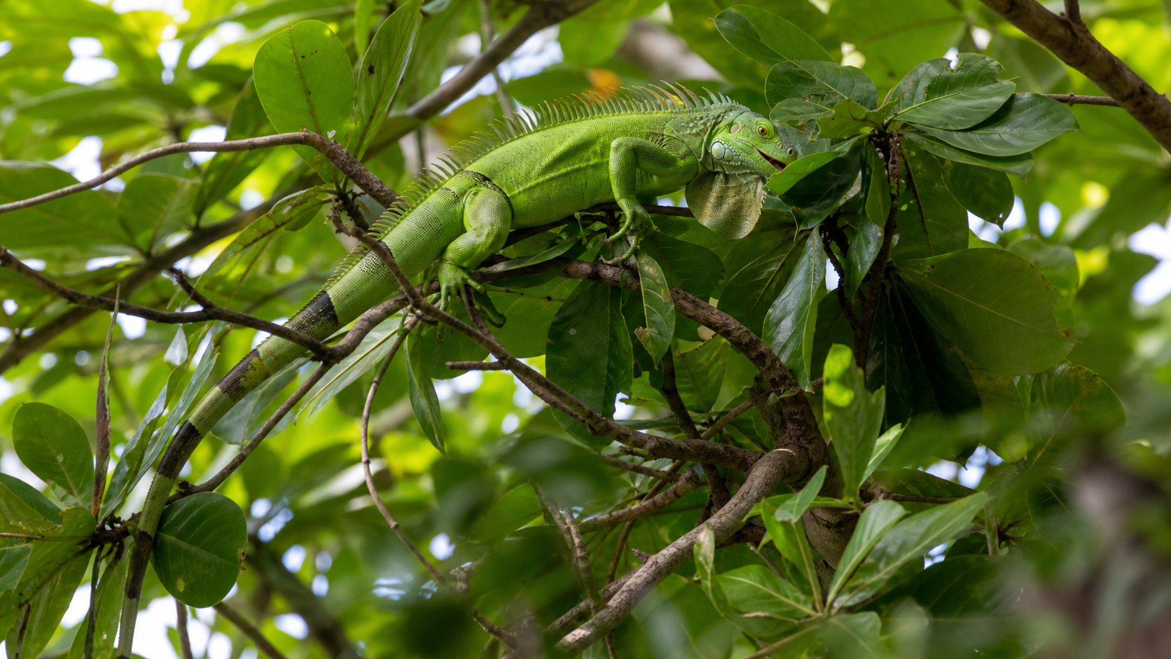 Green Iguanas: Arboreal Herbivores 5 Green iguana feeding on leaves in a tropical tree canopy