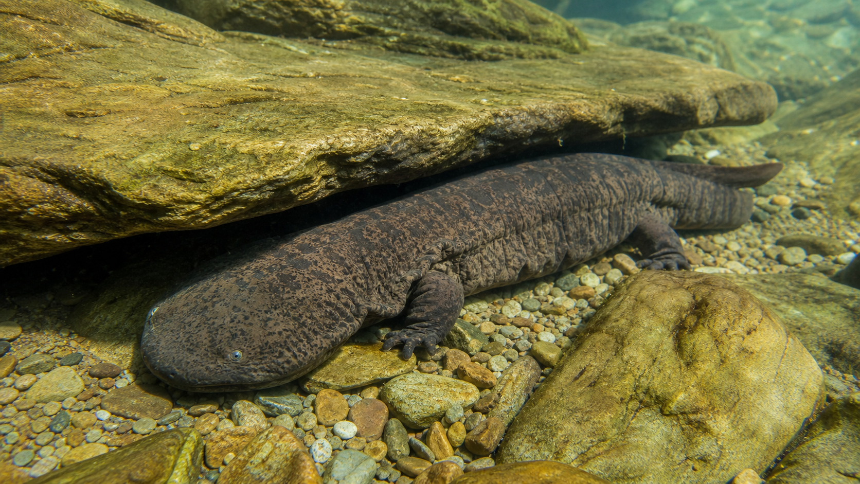 Hellbender Salamanders: River Giants of Eastern North America 1 Hellbender salamander in a clear rocky stream
