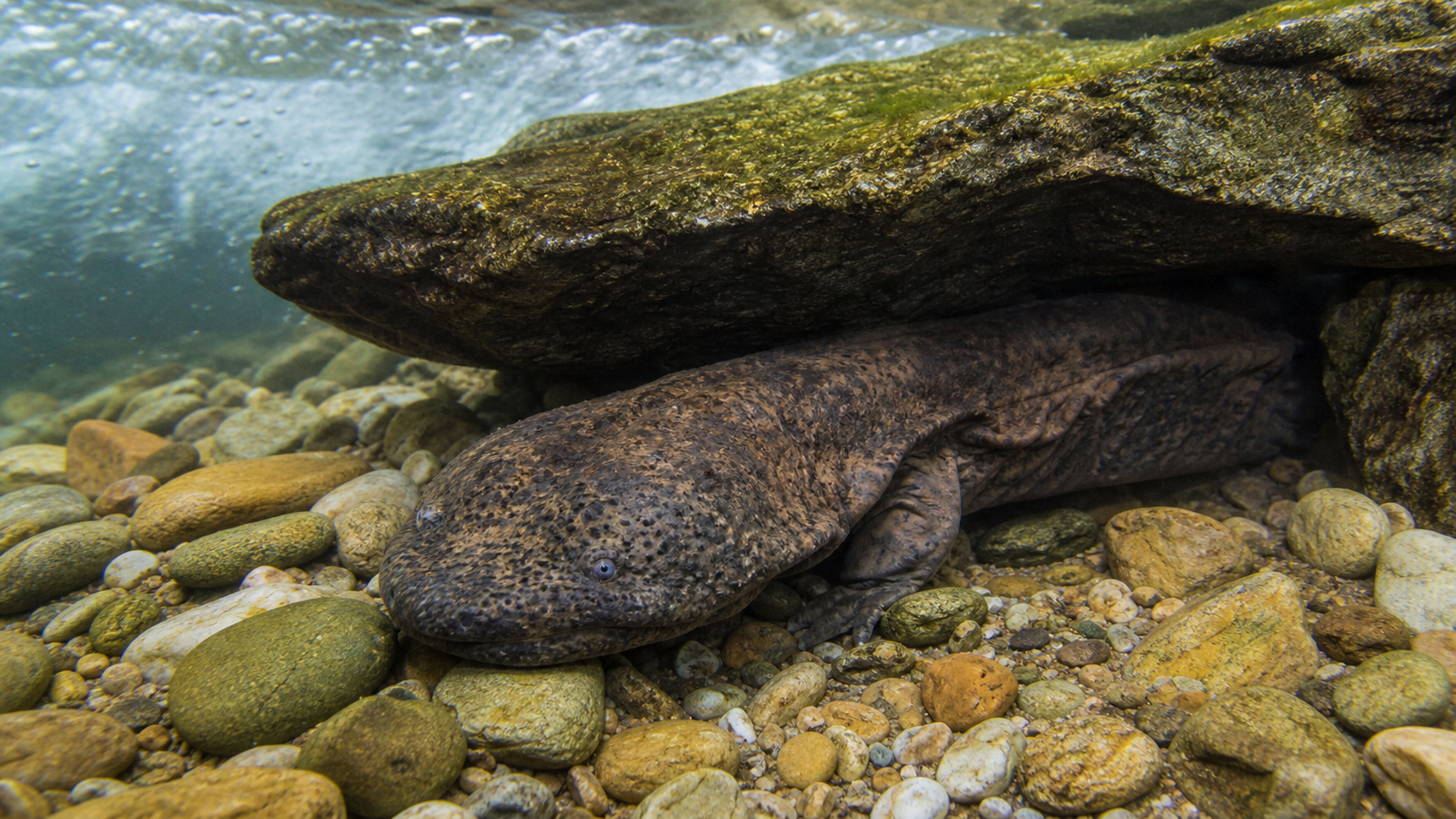 Hellbender Salamanders: River Giants of Eastern North America 5 Hellbender salamander under a rock in a clear fast-flowing stream