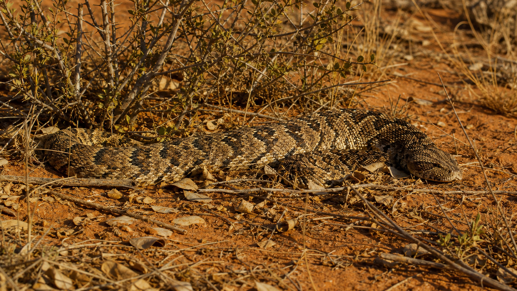 Reptiles of the Kalahari: Sand, Savanna and Scrub 2 Camouflaged puff adder in Kalahari leaf litter