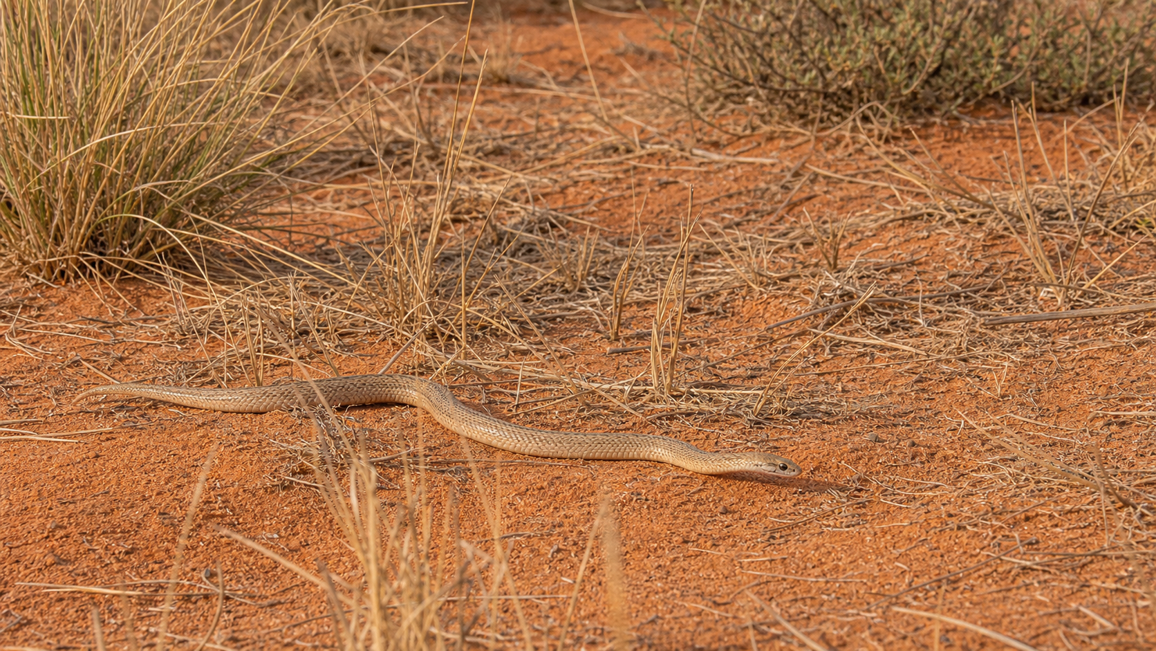 Reptiles of the Kalahari: Sand, Savanna and Scrub 3 Small snake moving between Kalahari grass and sand
