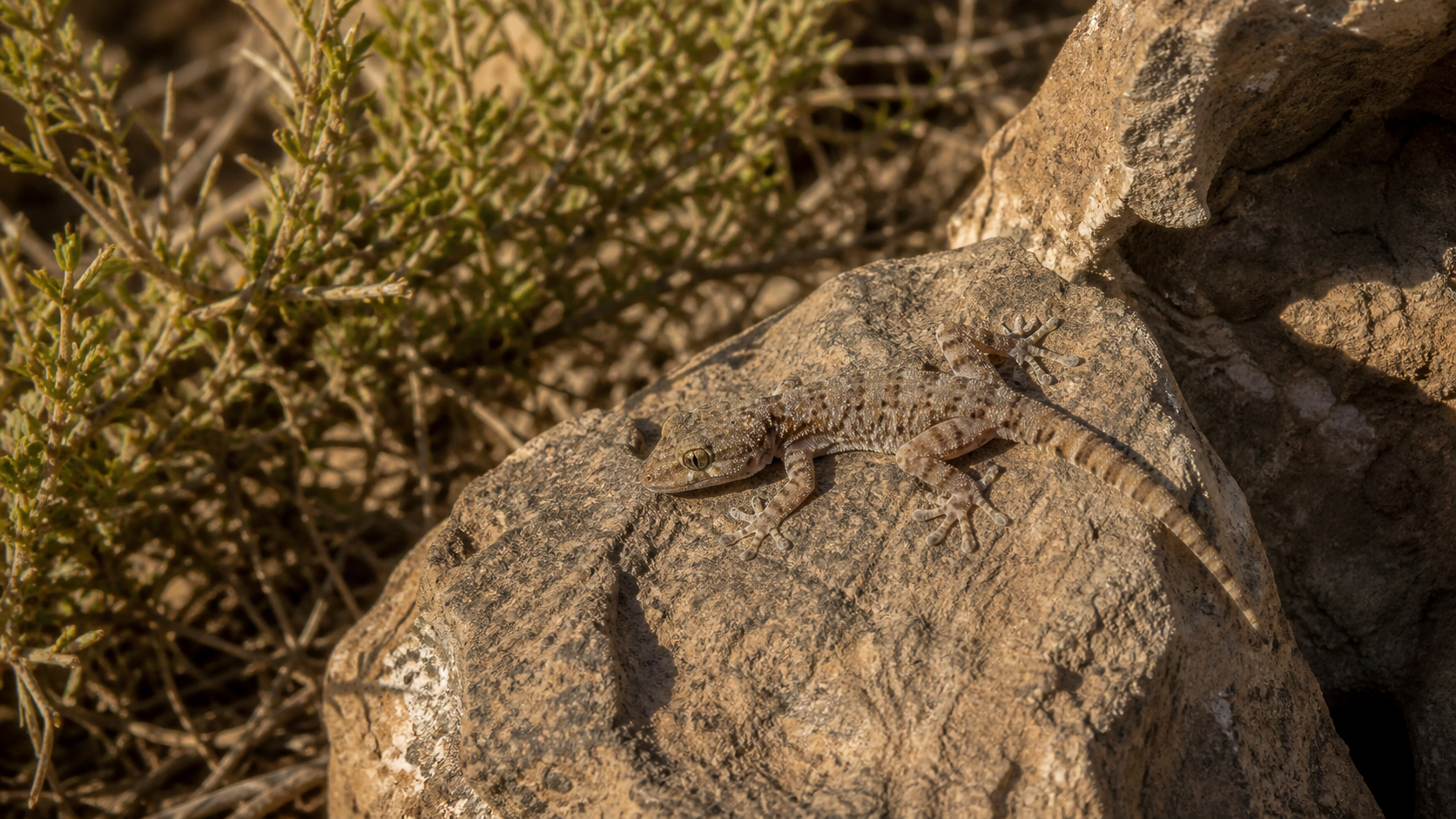 Lizard Adaptive Radiations 1 Gecko on a rocky outcrop