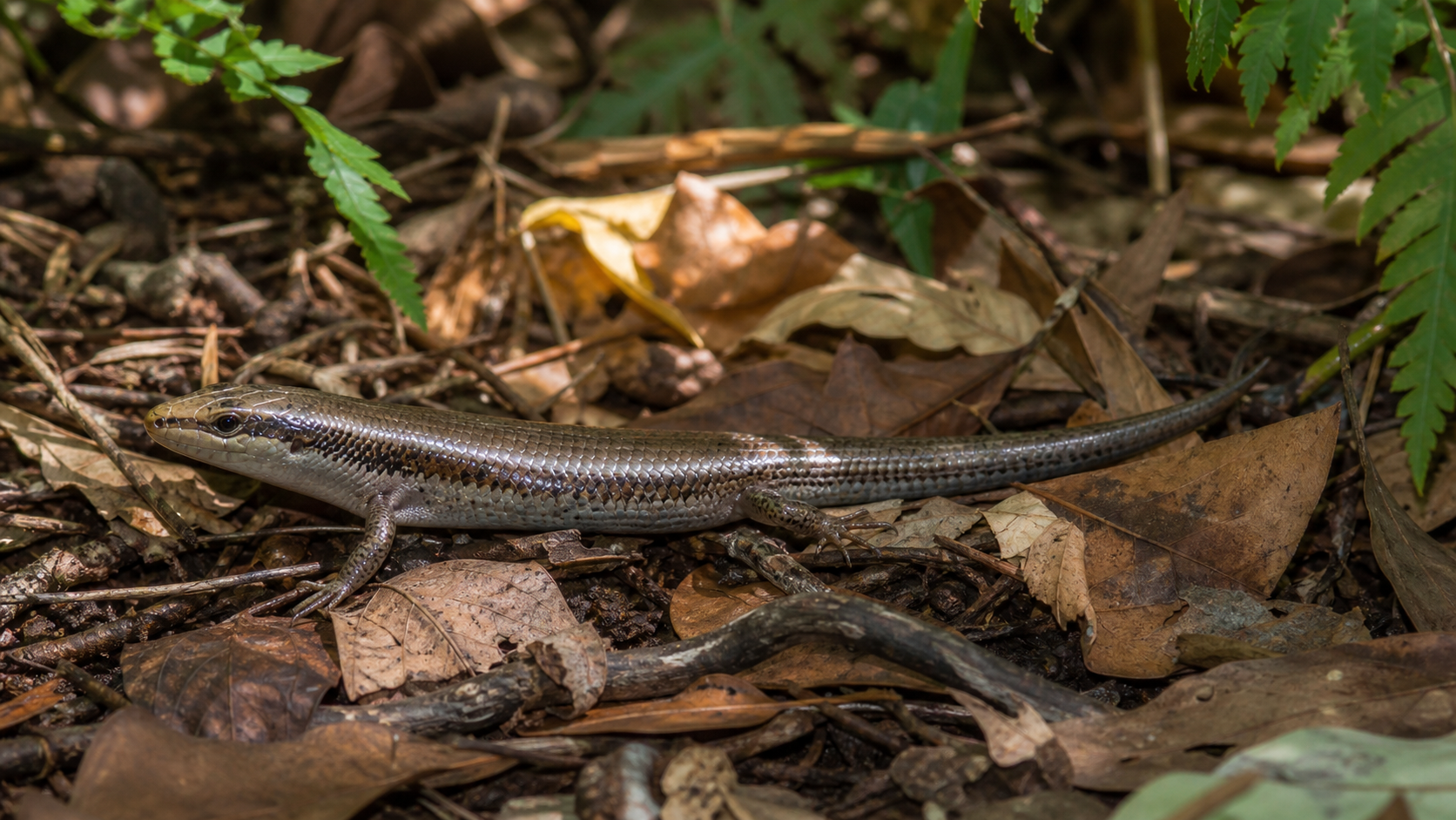 Lizard Adaptive Radiations 2 Skink in leaf litter