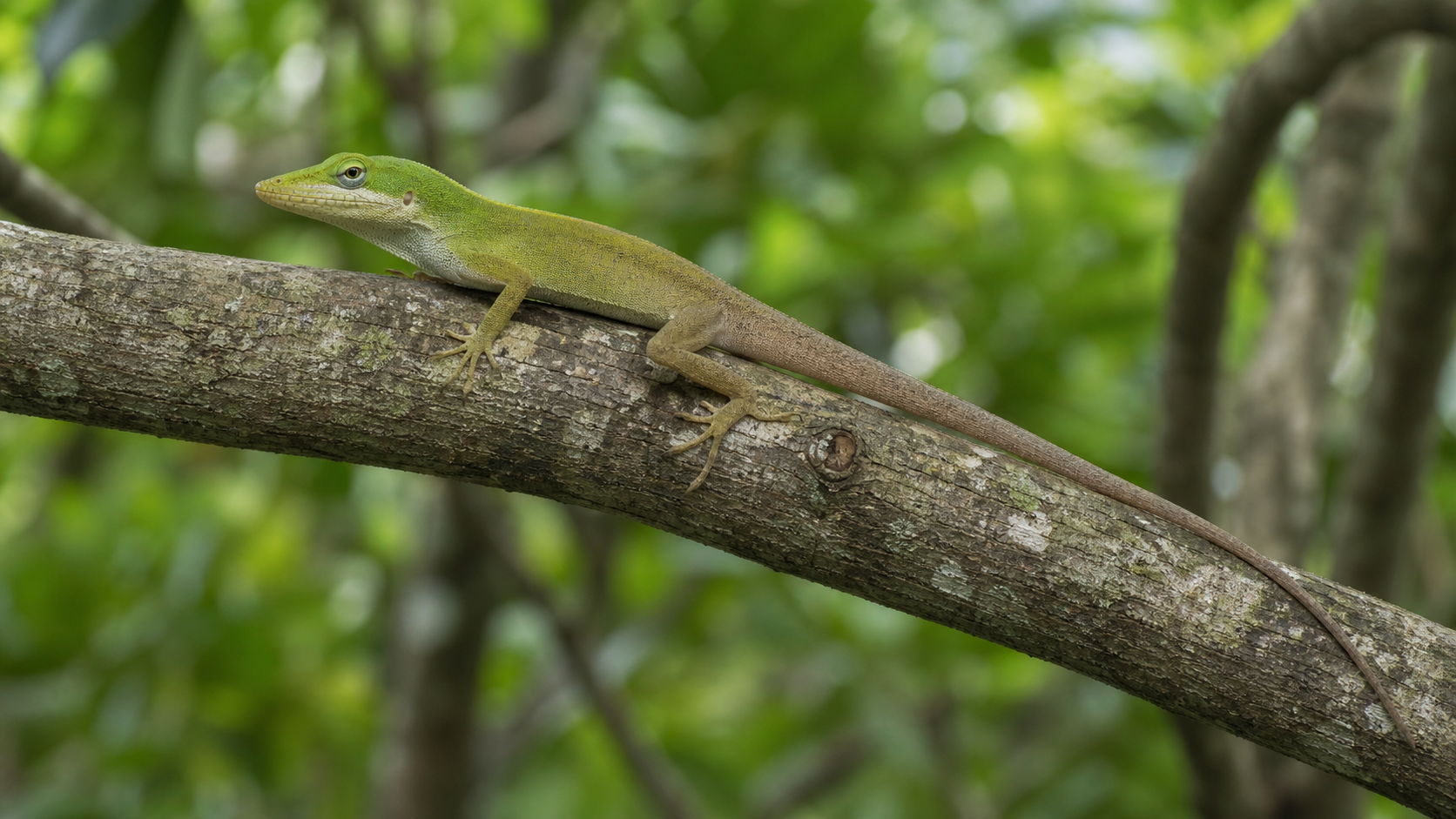 Lizard Adaptive Radiations 3 Anole on a branch