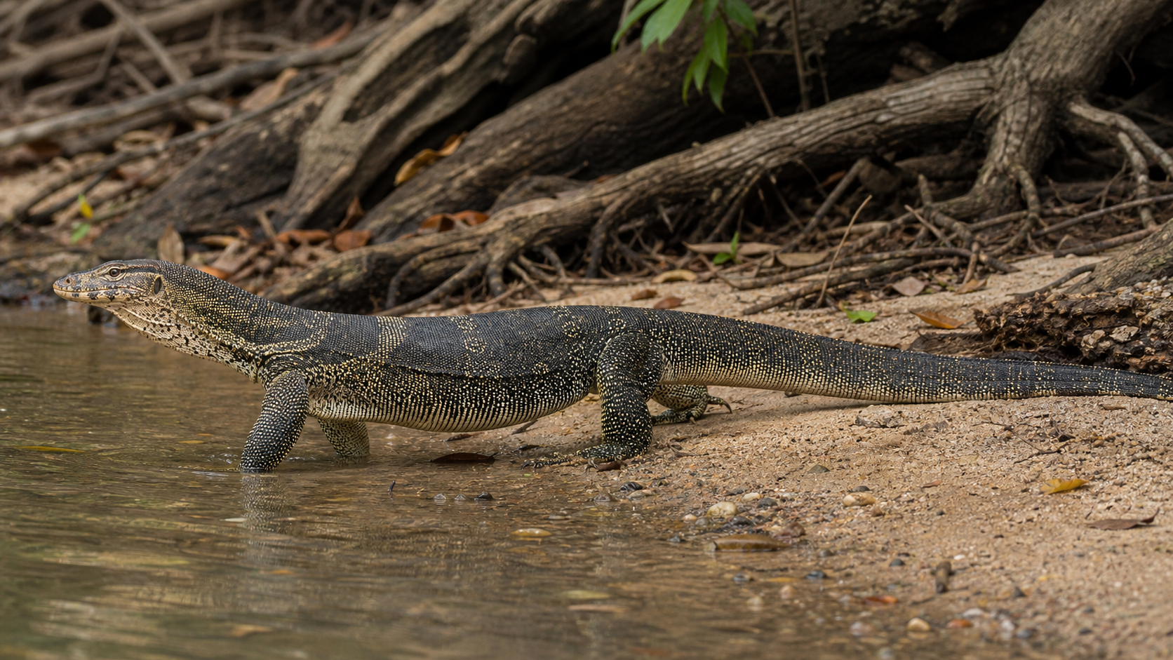 Lizard Adaptive Radiations 4 Monitor lizard at a water's edge
