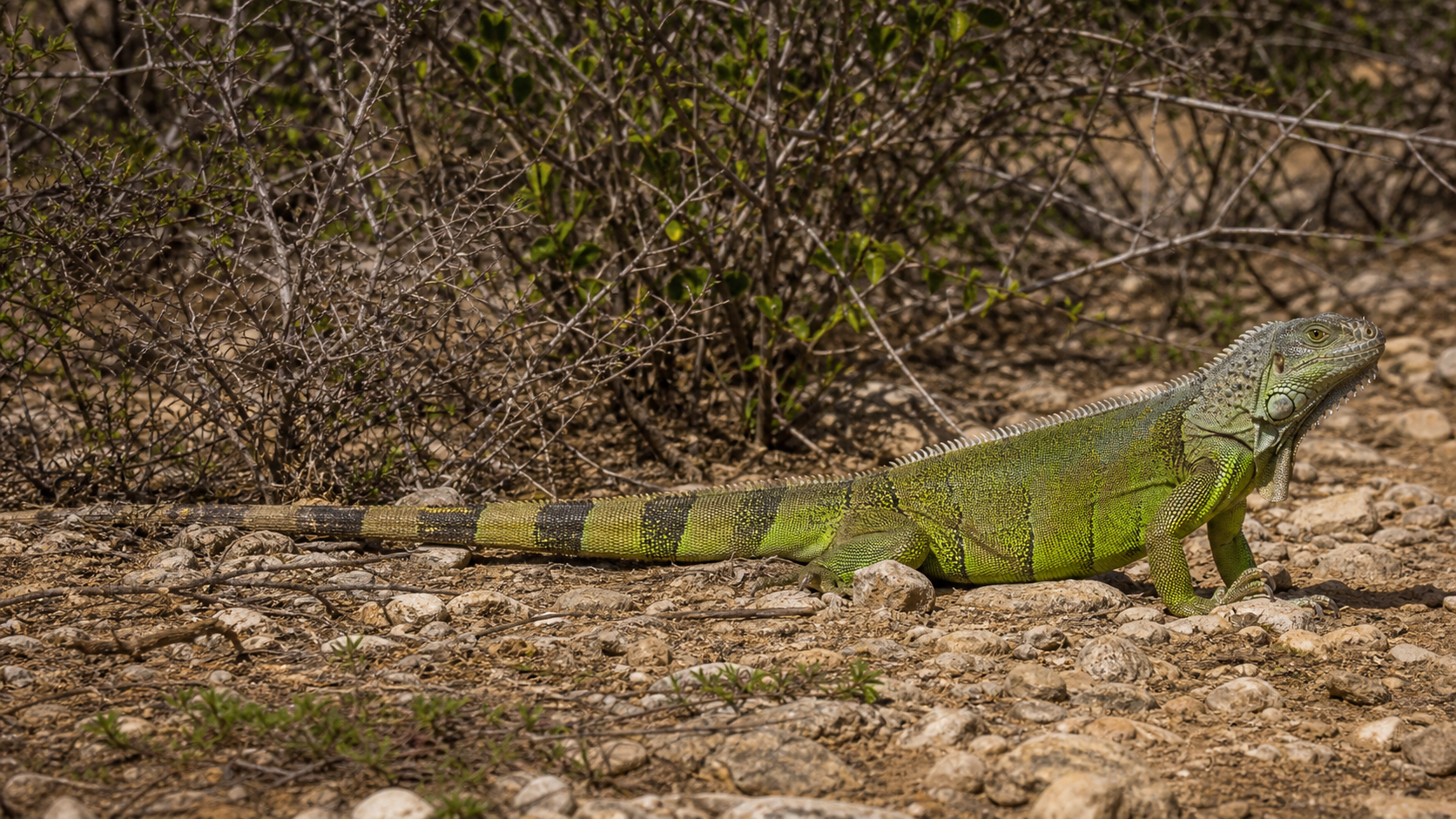 Lizard Adaptive Radiations 5 Iguana in dry scrub habitat