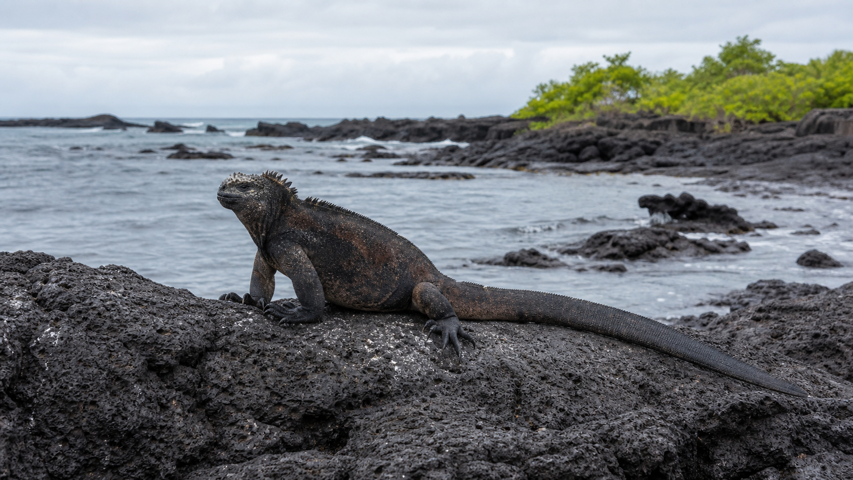 Marine iguana on a Galapagos volcanic coast
