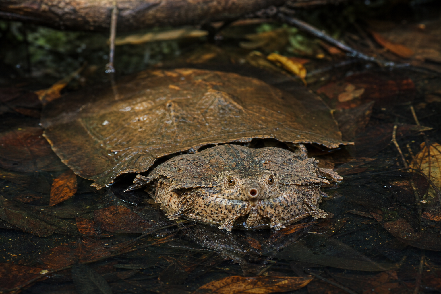 Amazon Matamata Turtles 1 Amazon matamata turtle in freshwater