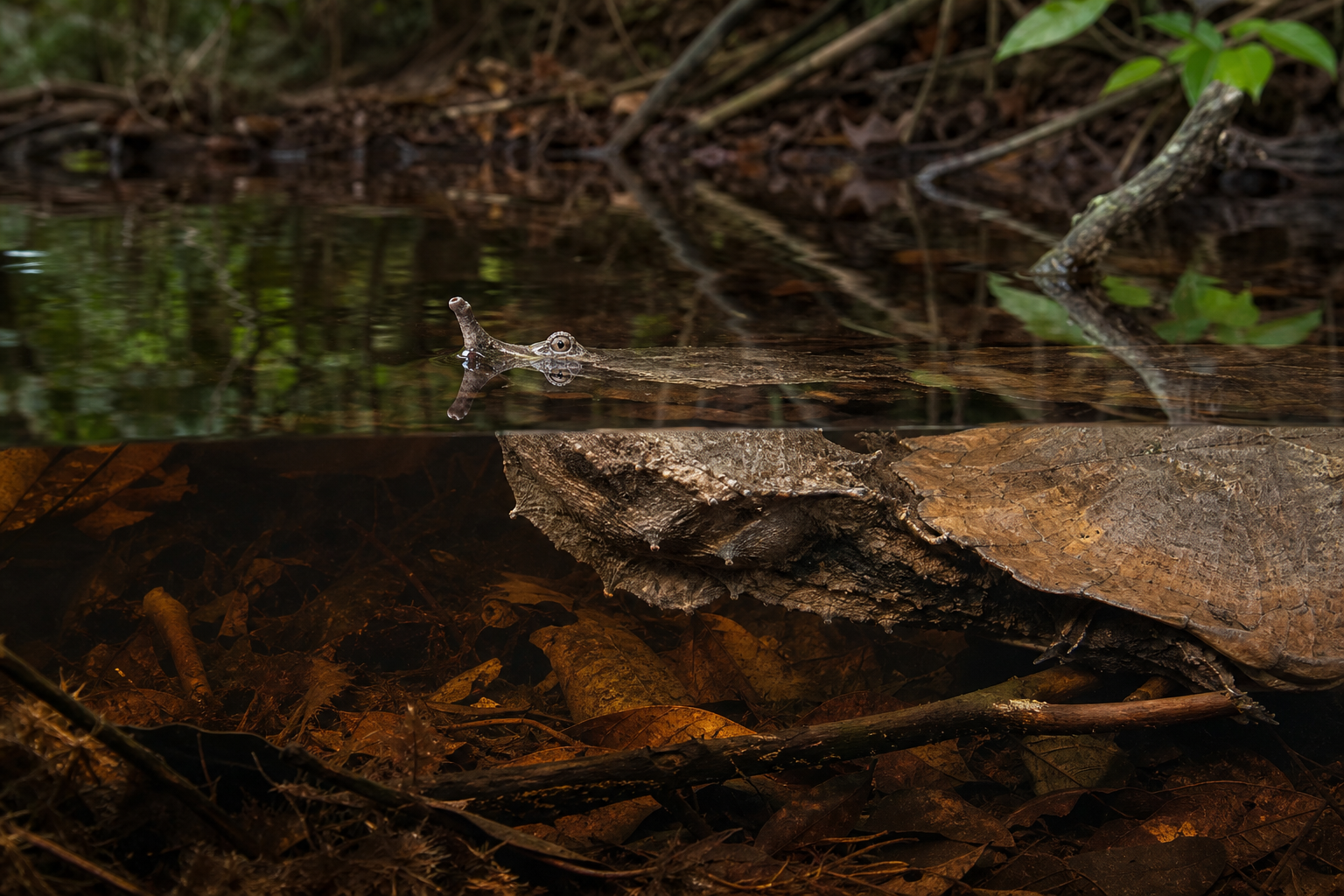 Amazon Matamata Turtles 3 Camouflaged Amazon matamata turtle
