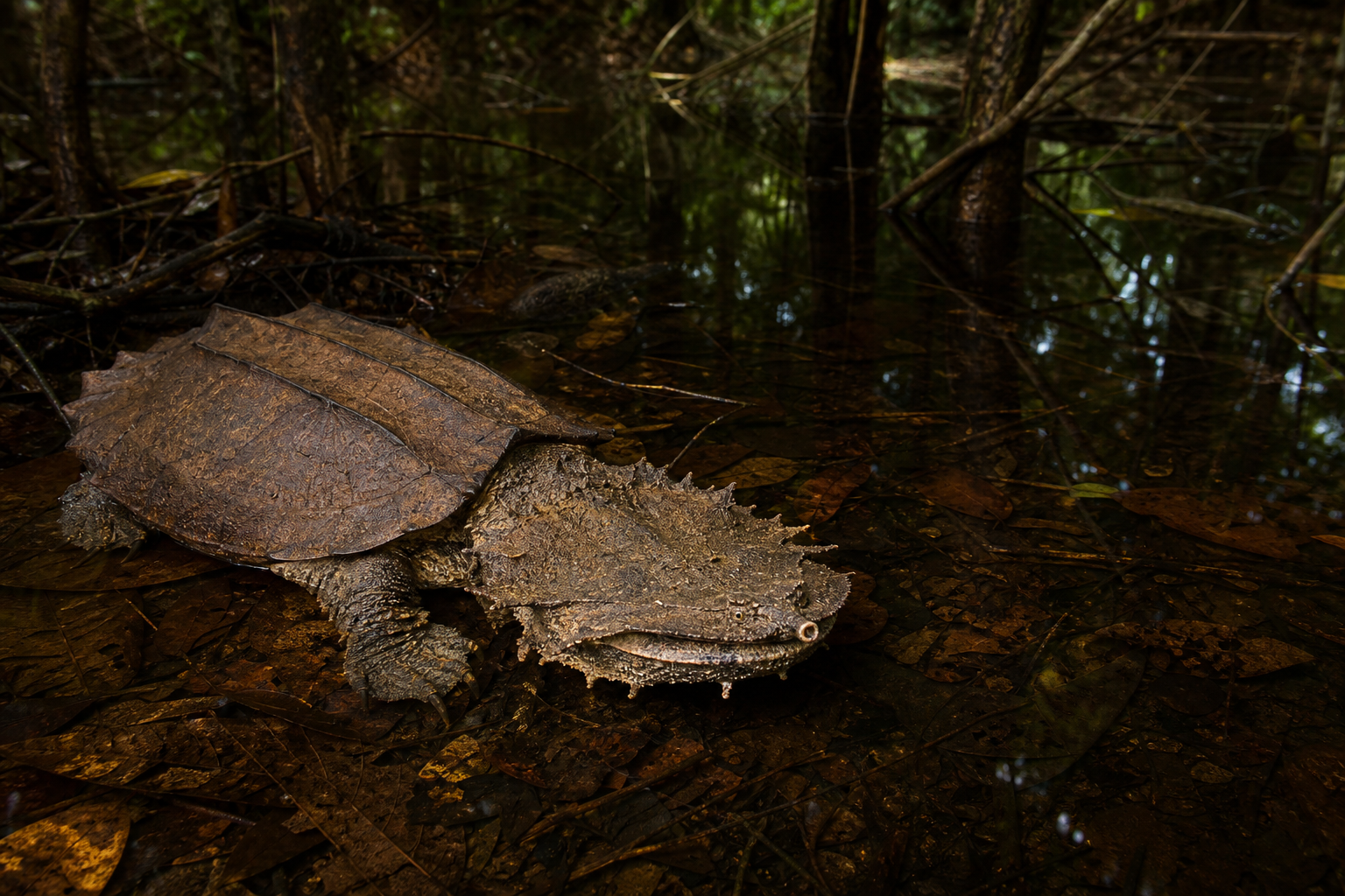 Amazon Matamata Turtles 5 Amazon matamata in leaf-littered freshwater