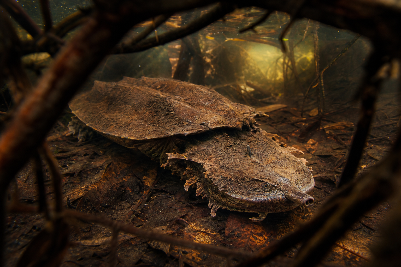 Amazon Matamata Turtles 7 Amazon matamata turtle near submerged leaves