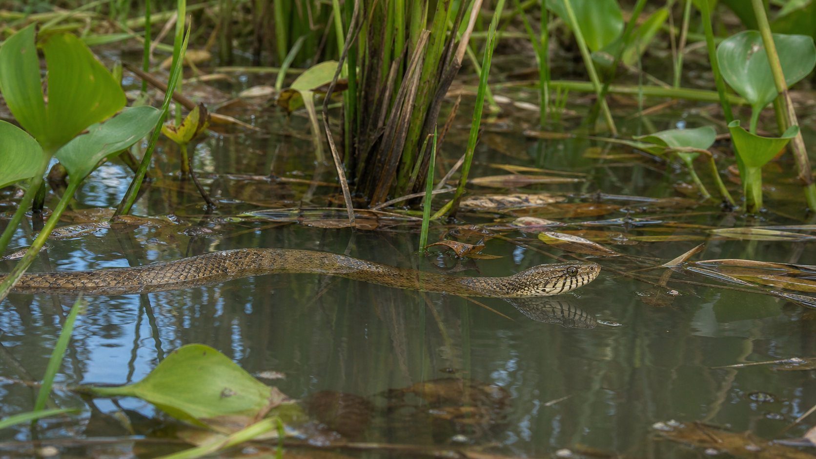 Aquatic snake in a Mekong Delta wetland