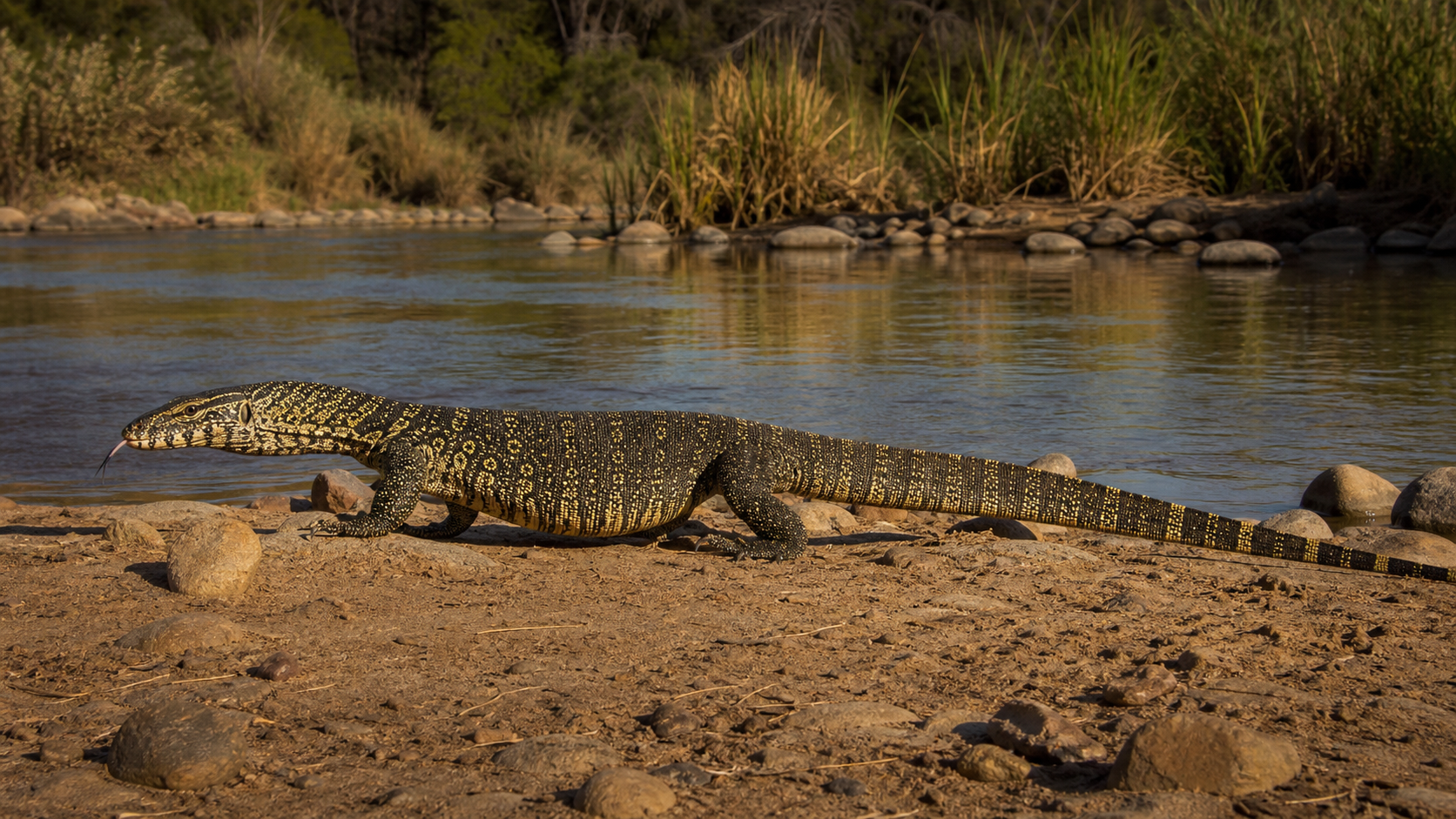 Nile monitor on an African riverbank