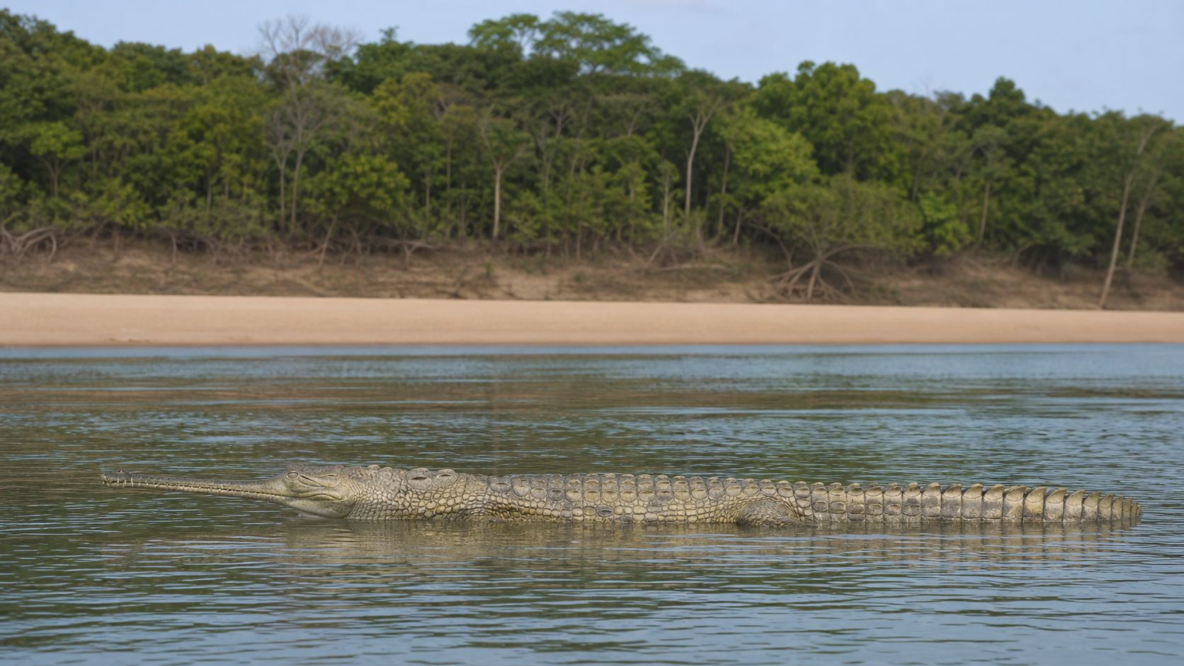 Orinoco crocodile in the Orinoco River
