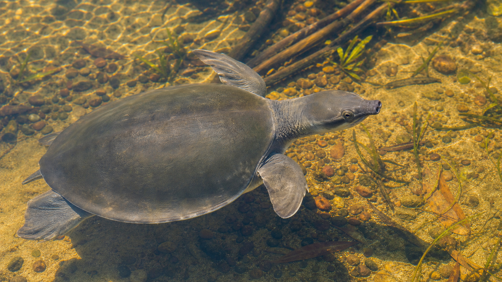 Pig Nosed Turtles New Guinea Rivers 7 Pig-nosed turtle near a sandy freshwater bank