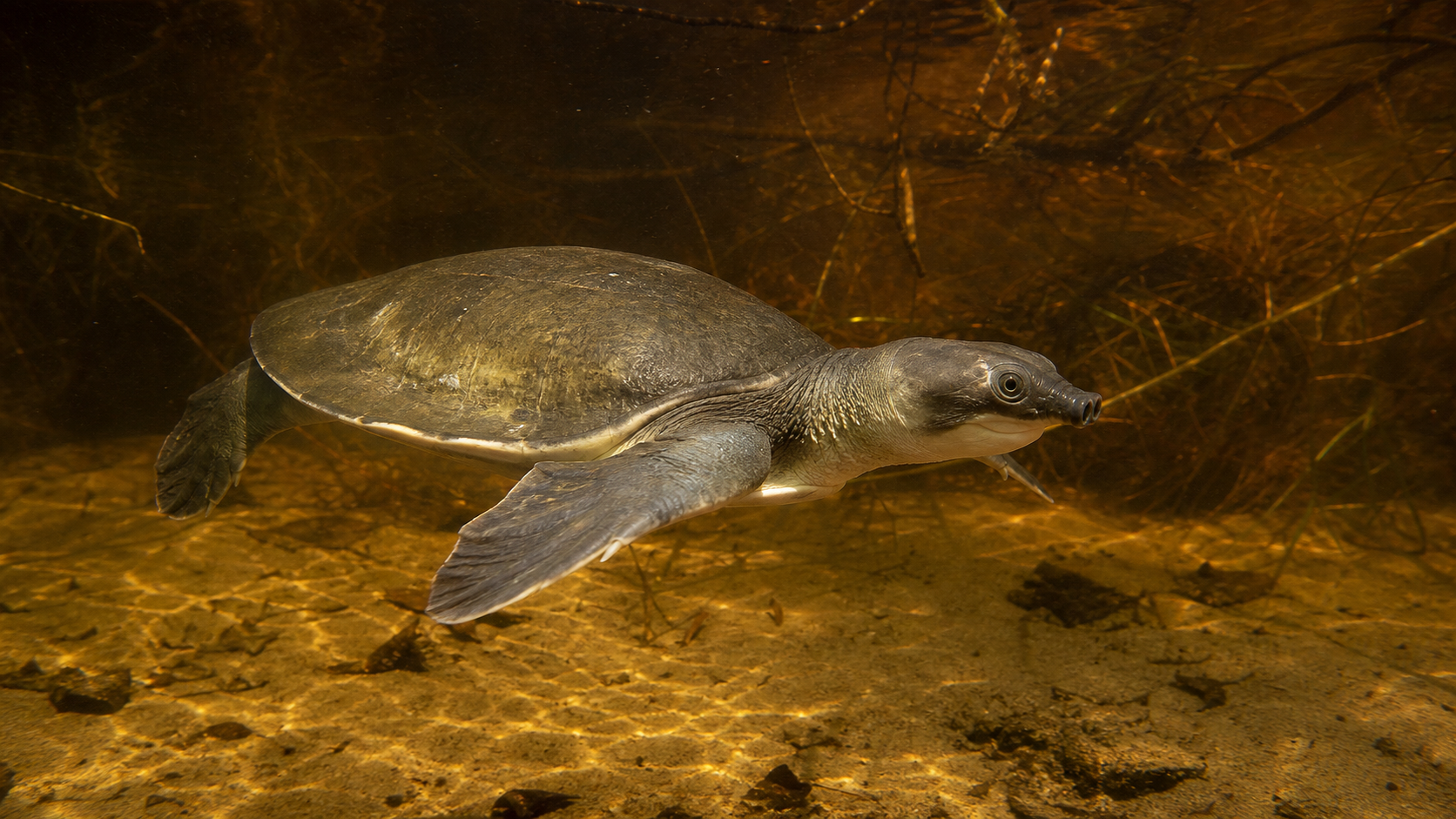 Pig Nosed Turtles New Guinea Rivers 1 Pig-nosed turtle swimming in a freshwater river