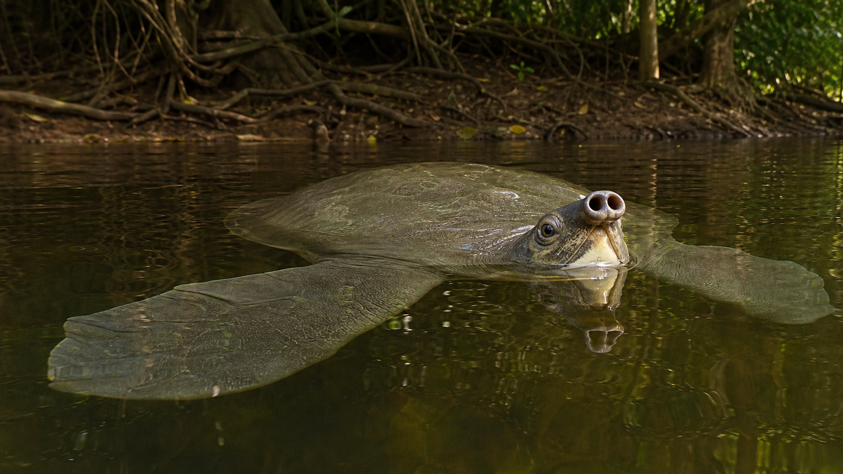 Pig Nosed Turtles New Guinea Rivers 2 Pig-nosed turtle with paddle-like flippers