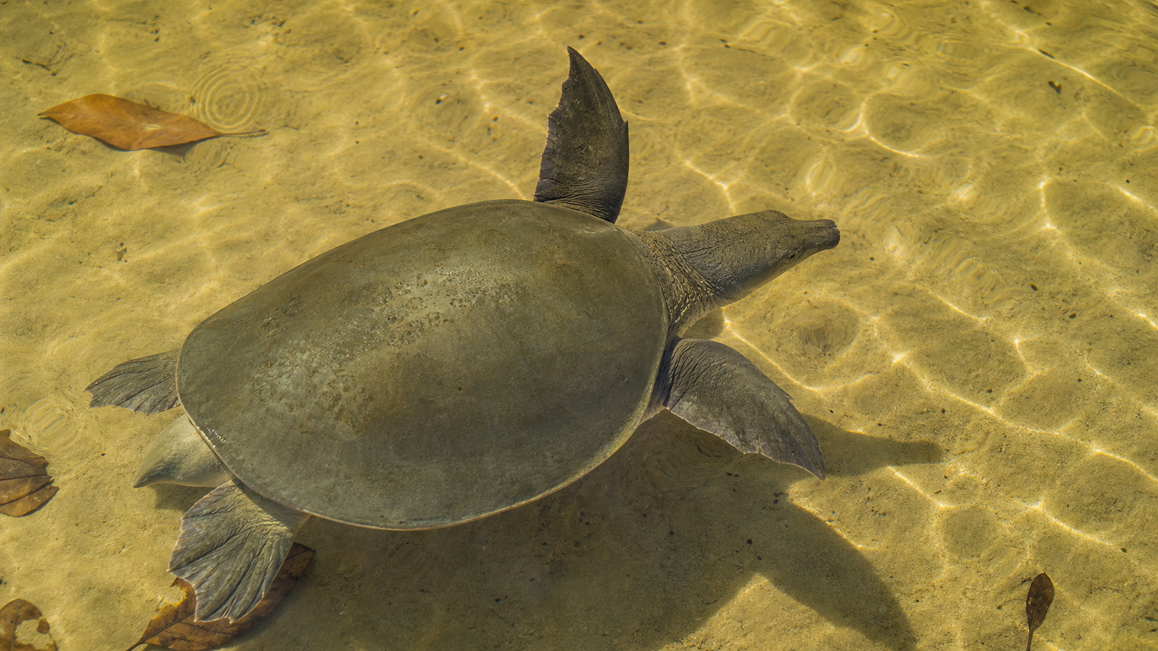 Pig Nosed Turtles New Guinea Rivers 3 Pig-nosed turtle in a New Guinea freshwater habitat