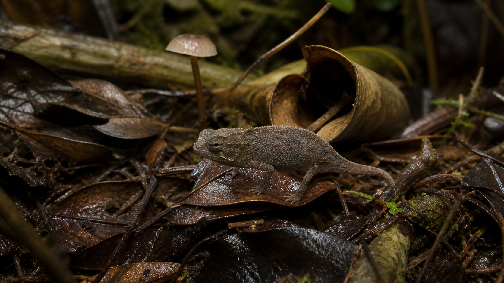Pygmy Leaf Chameleon Tiny Champion 4 Pygmy leaf chameleon in humid forest leaf litter