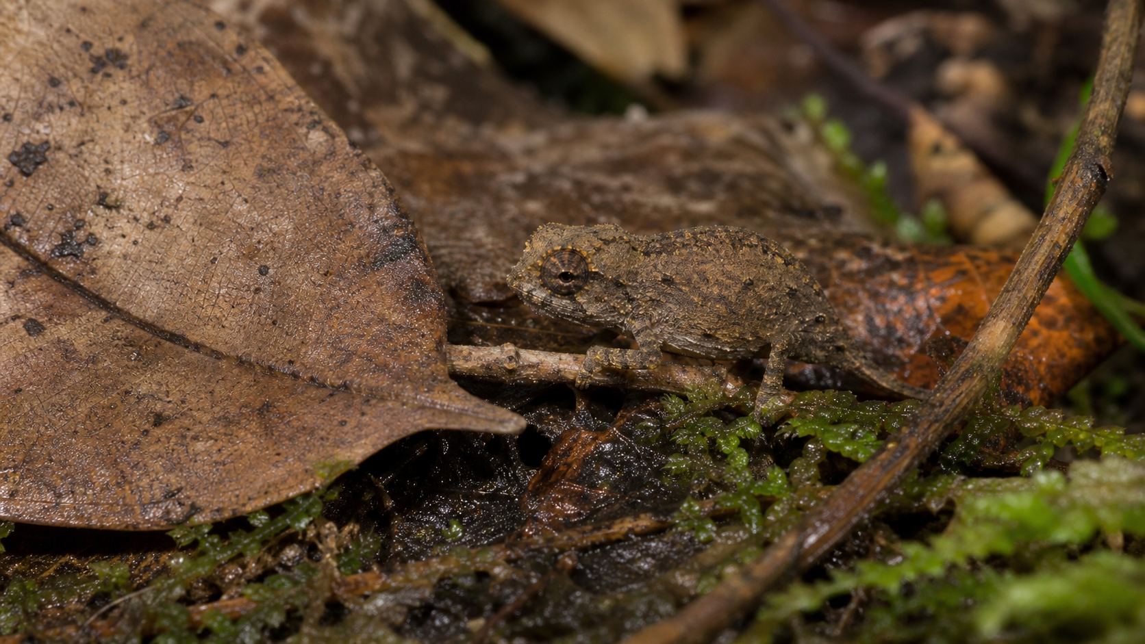 Pygmy Leaf Chameleon Tiny Champion 3 Pygmy leaf chameleon in Madagascar leaf litter