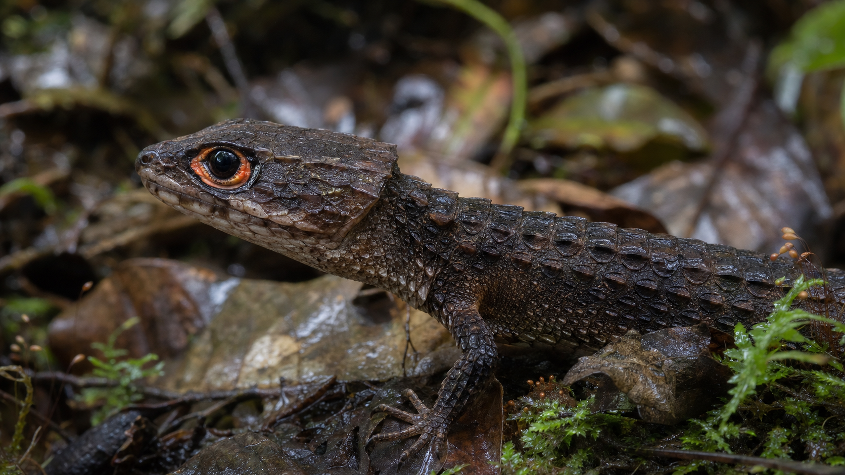 Red Eyed Crocodile Skink Dragon Look 2 Red-eyed crocodile skink showing its red-orange eye ring
