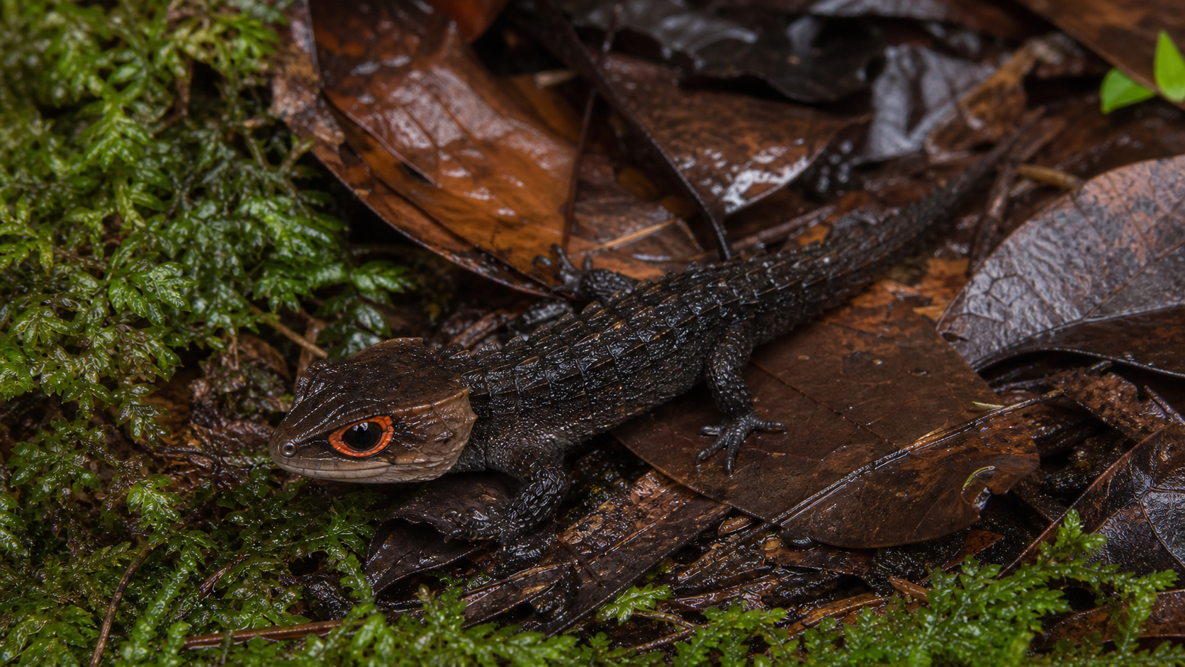 Red Eyed Crocodile Skink Dragon Look 4 Red-eyed crocodile skink among wet rainforest leaf litter