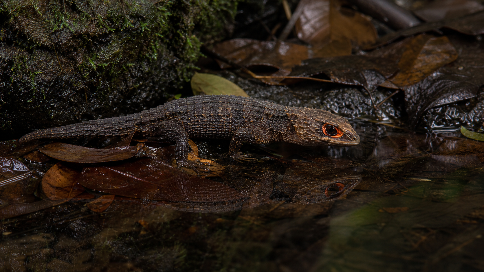 Red Eyed Crocodile Skink Dragon Look 5 Red-eyed crocodile skink at a shallow forest-floor puddle
